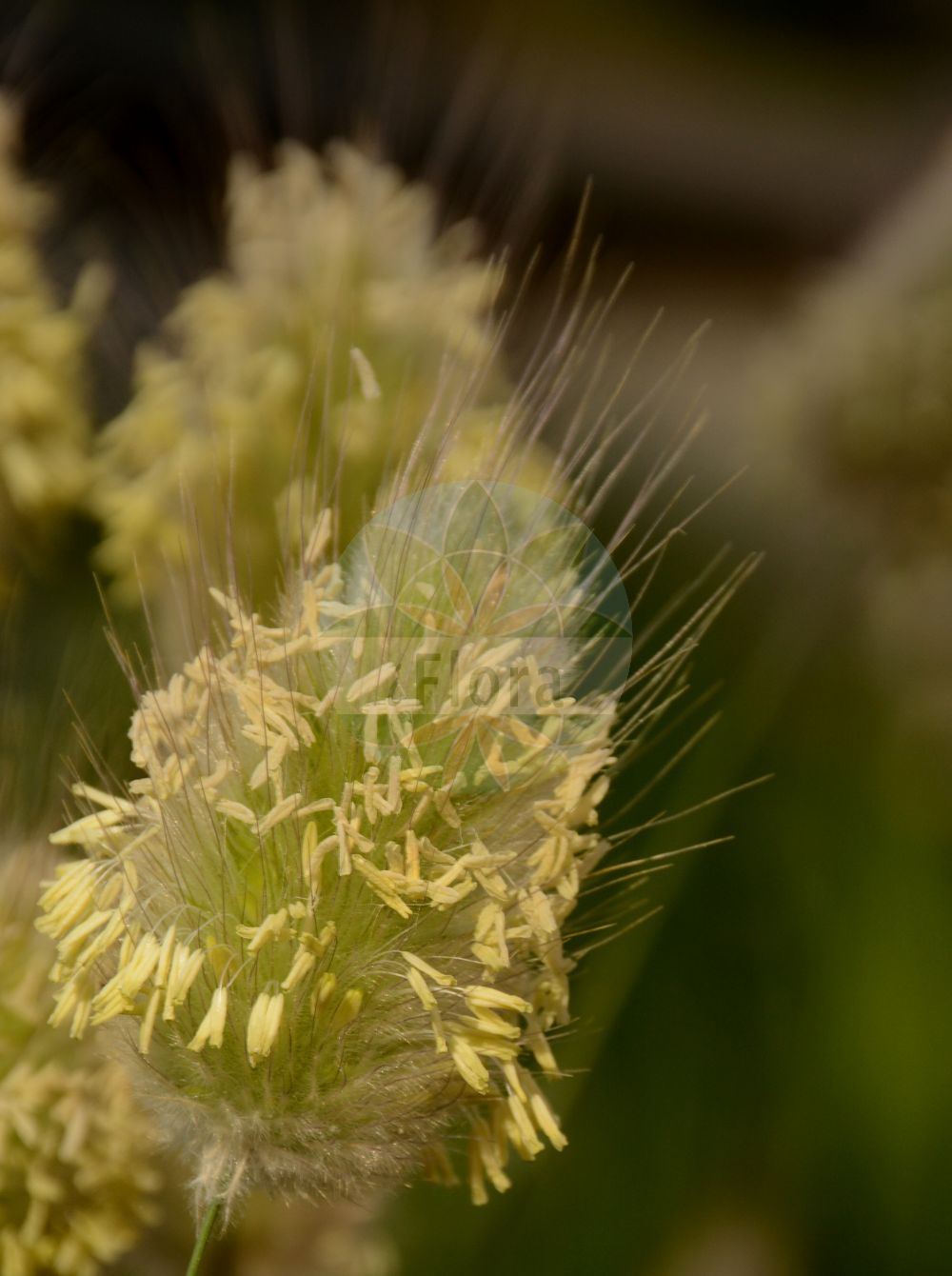 Foto von Lagurus ovatus (Hare's-tail). Das Bild zeigt Bluete. Das Foto wurde in Besancon, Bourgogne-Franche-Comté (Präfektur), Frankreich aufgenommen. ---- Photo of Lagurus ovatus (Hare's-tail). The image is showing flower. The picture was taken in Besançon, Bourgogne-Franche-Comté.(Lagurus ovatus,Hare's-tail,Lagurus ovatus,Lagurus,Poaceae,Süßgräser,Grass family,Bluete,flower)
