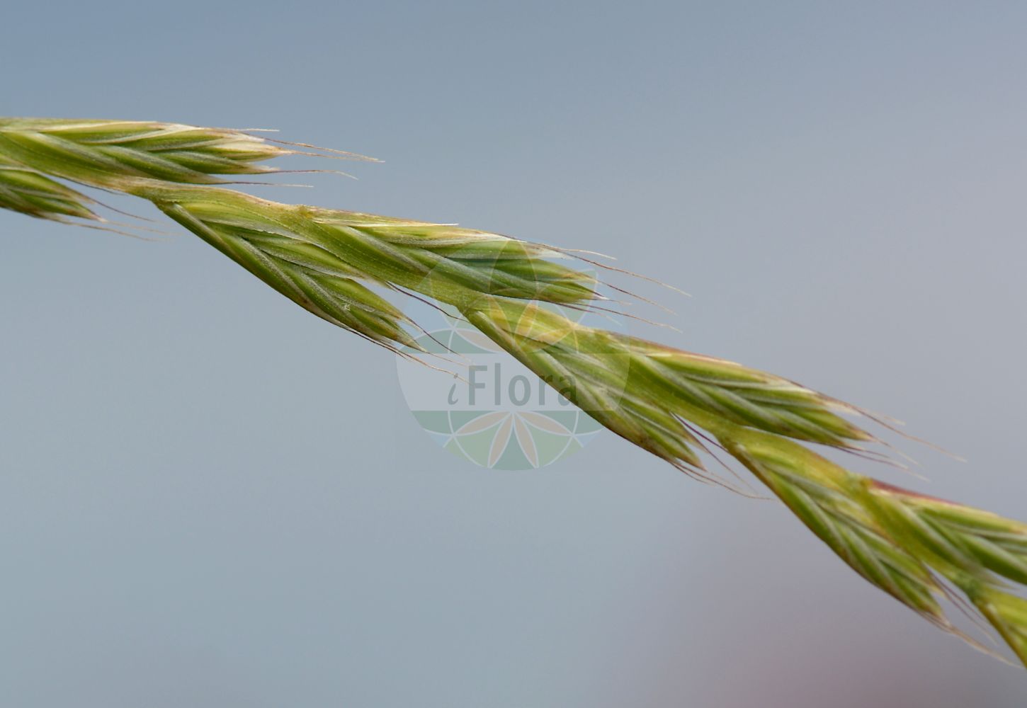 Foto von Lolium multiflorum (Vielblütiges Weidelgras - Italian Rye-grass). Das Bild zeigt Bluete und Frucht. Das Foto wurde in Frankfurt, Hessen, Deutschland, Oberrheinisches Tiefland und Rhein-Main-Ebene aufgenommen. ---- Photo of Lolium multiflorum (Vielblütiges Weidelgras - Italian Rye-grass). The image is showing flower and fruit. The picture was taken in Frankfurt, Hesse, Germany, Oberrheinisches Tiefland and Rhein-Main-Ebene.(Lolium multiflorum,Vielblütiges Weidelgras,Italian Rye-grass,Lolium aristatum,Lolium gaudinii,Lolium italicum,Lolium multiflorum,Lolium siculum,Vielbluetiges Weidelgras,Vielbluetiger Lolch,Welsches Weidelgras,Italian Rye-grass,Bearded Ryegrass,Lolium,Weidelgras,Ryegrass,Poaceae,Süßgräser,Grass family,Bluete,Frucht,flower,fruit)
