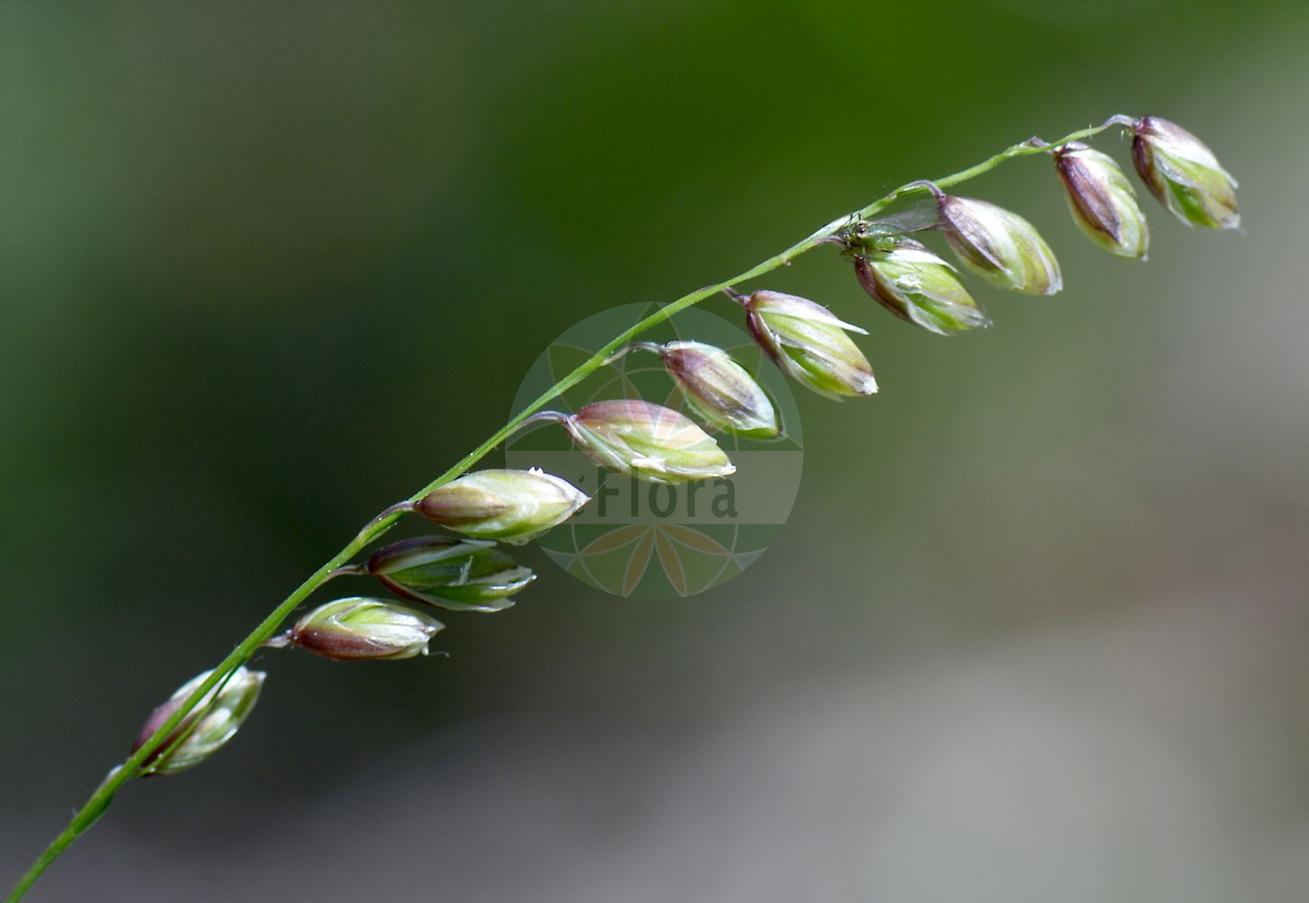 Foto von Melica nutans (Nickendes Perlgras - Mountain Melick). Das Bild zeigt Blatt und Frucht. Das Foto wurde in Hörselberg, Wartburgkreis, Thüringen, Deutschland, Mitteldeutsches Trias-Berg- und Hügelland aufgenommen. ---- Photo of Melica nutans (Nickendes Perlgras - Mountain Melick). The image is showing leaf and fruit. The picture was taken in Hoerselberg, Wartburg district, Thuringia, Germany, Mitteldeutsches Trias-Berg- and Huegelland.(Melica nutans,Nickendes Perlgras,Mountain Melick,Melica montana,Melica nutans,Nickendes Perlgras,Mountain Melick,Melica,Perlgras,Melicgrass,Poaceae,Süßgräser,Grass family,Blatt,Frucht,leaf,fruit)