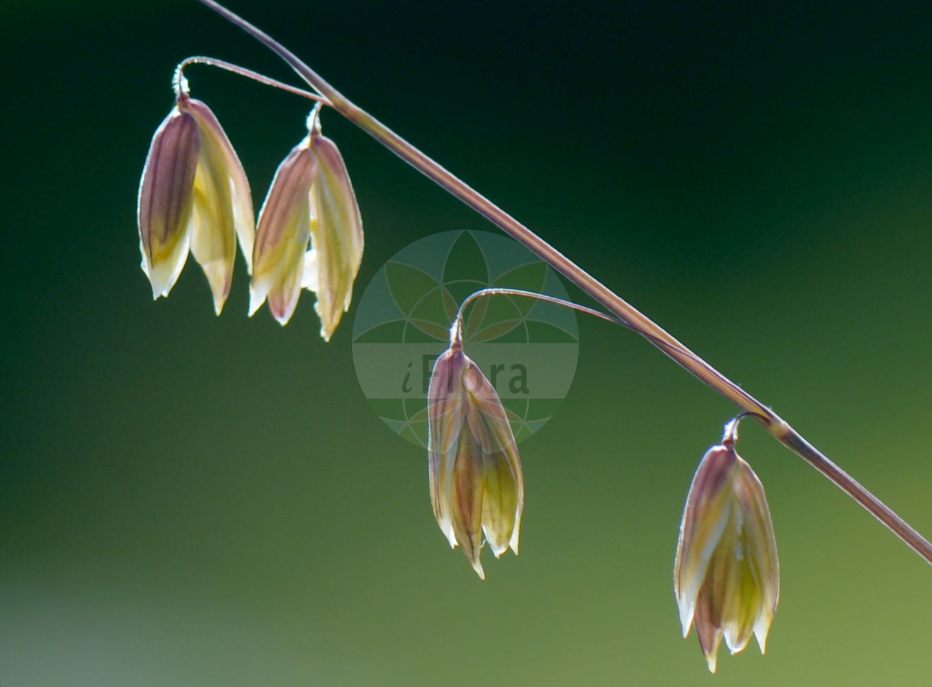 Foto von Melica picta (Buntes Perlgras - Coloures Melick). Das Bild zeigt Blatt und Frucht. Das Foto wurde in Stockholm, Schweden aufgenommen. ---- Photo of Melica picta (Buntes Perlgras - Coloures Melick). The image is showing leaf and fruit. The picture was taken in Stockholm, Sweden.(Melica picta,Buntes Perlgras,Coloures Melick,Melica picta,Buntes Perlgras,Coloures Melick,Melica,Perlgras,Melicgrass,Poaceae,Süßgräser,Grass family,Blatt,Frucht,leaf,fruit)