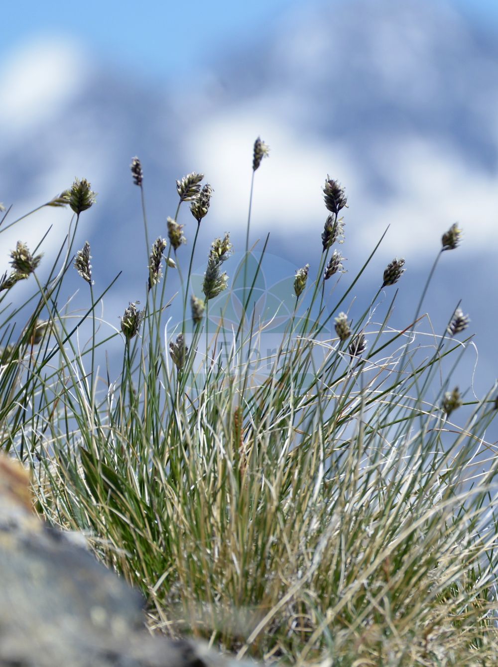Foto von Oreochloa disticha (Zweizeiliges Blaugras - Alpine Oreochloa). Das Bild zeigt Blatt, Bluete und Frucht. Das Foto wurde in Stilfserjoch, Bormio, Lombardia, Italien, Alpen aufgenommen. ---- Photo of Oreochloa disticha (Zweizeiliges Blaugras - Alpine Oreochloa). The image is showing leaf, flower and fruit. The picture was taken in Stilfserjoch, Bormio, Lombardia, Italy, Alps.(Oreochloa disticha,Zweizeiliges Blaugras,Alpine Oreochloa,Oreochloa disticha,Poa disticha,Sesleria disticha,Zweizeiliges Blaugras,Steingras,Zweizeiliges Kopfgras,Alpine Oreochloa,Oreochloa,Kopfgras,Oreochloa,Poaceae,Süßgräser,Grass family,Blatt,Bluete,Frucht,leaf,flower,fruit)