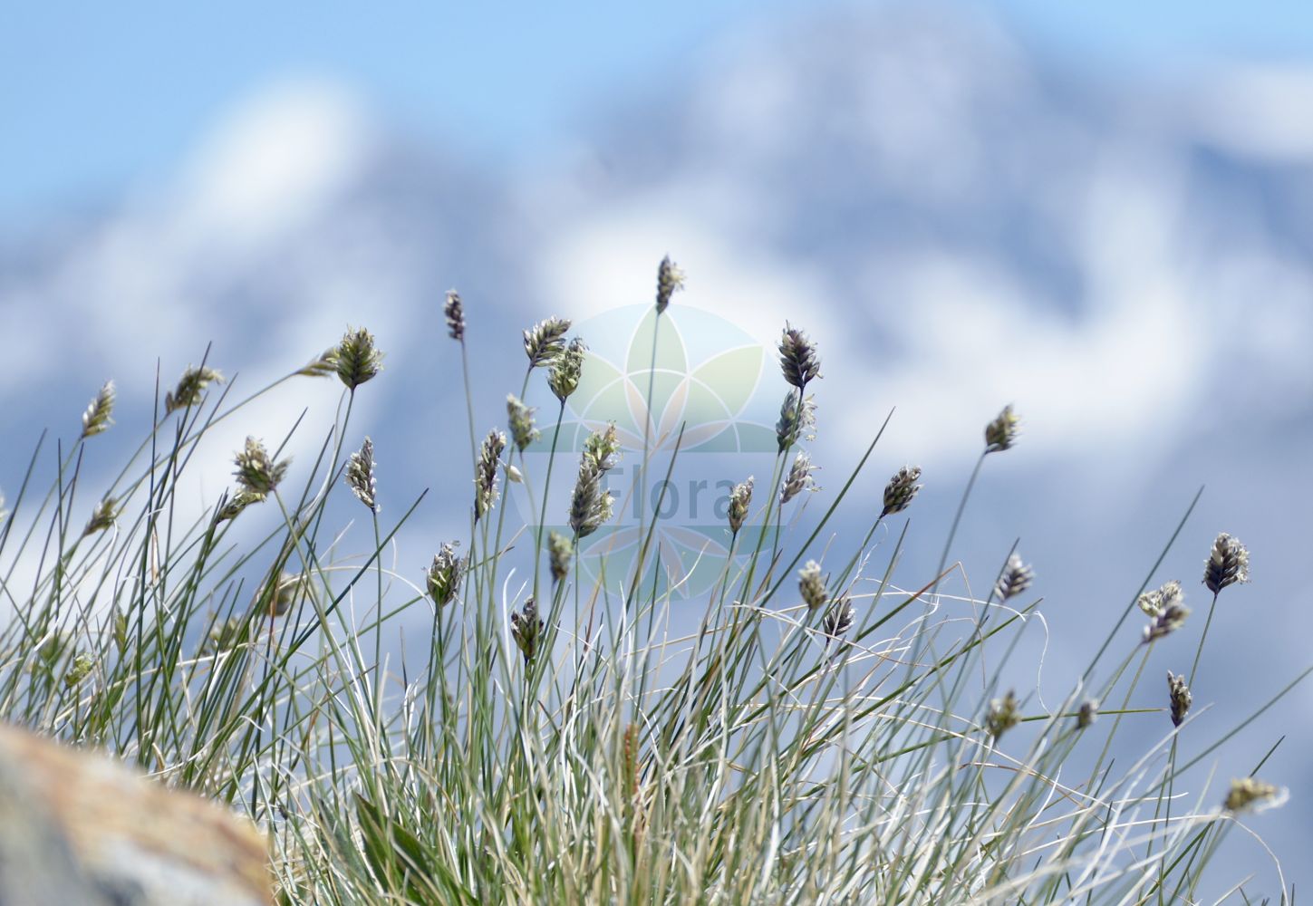 Foto von Oreochloa disticha (Zweizeiliges Blaugras - Alpine Oreochloa). Das Bild zeigt Blatt, Bluete und Frucht. Das Foto wurde in Stilfserjoch, Bormio, Lombardia, Italien, Alpen aufgenommen. ---- Photo of Oreochloa disticha (Zweizeiliges Blaugras - Alpine Oreochloa). The image is showing leaf, flower and fruit. The picture was taken in Stilfserjoch, Bormio, Lombardia, Italy, Alps.(Oreochloa disticha,Zweizeiliges Blaugras,Alpine Oreochloa,Oreochloa disticha,Poa disticha,Sesleria disticha,Zweizeiliges Blaugras,Steingras,Zweizeiliges Kopfgras,Alpine Oreochloa,Oreochloa,Kopfgras,Oreochloa,Poaceae,Süßgräser,Grass family,Blatt,Bluete,Frucht,leaf,flower,fruit)