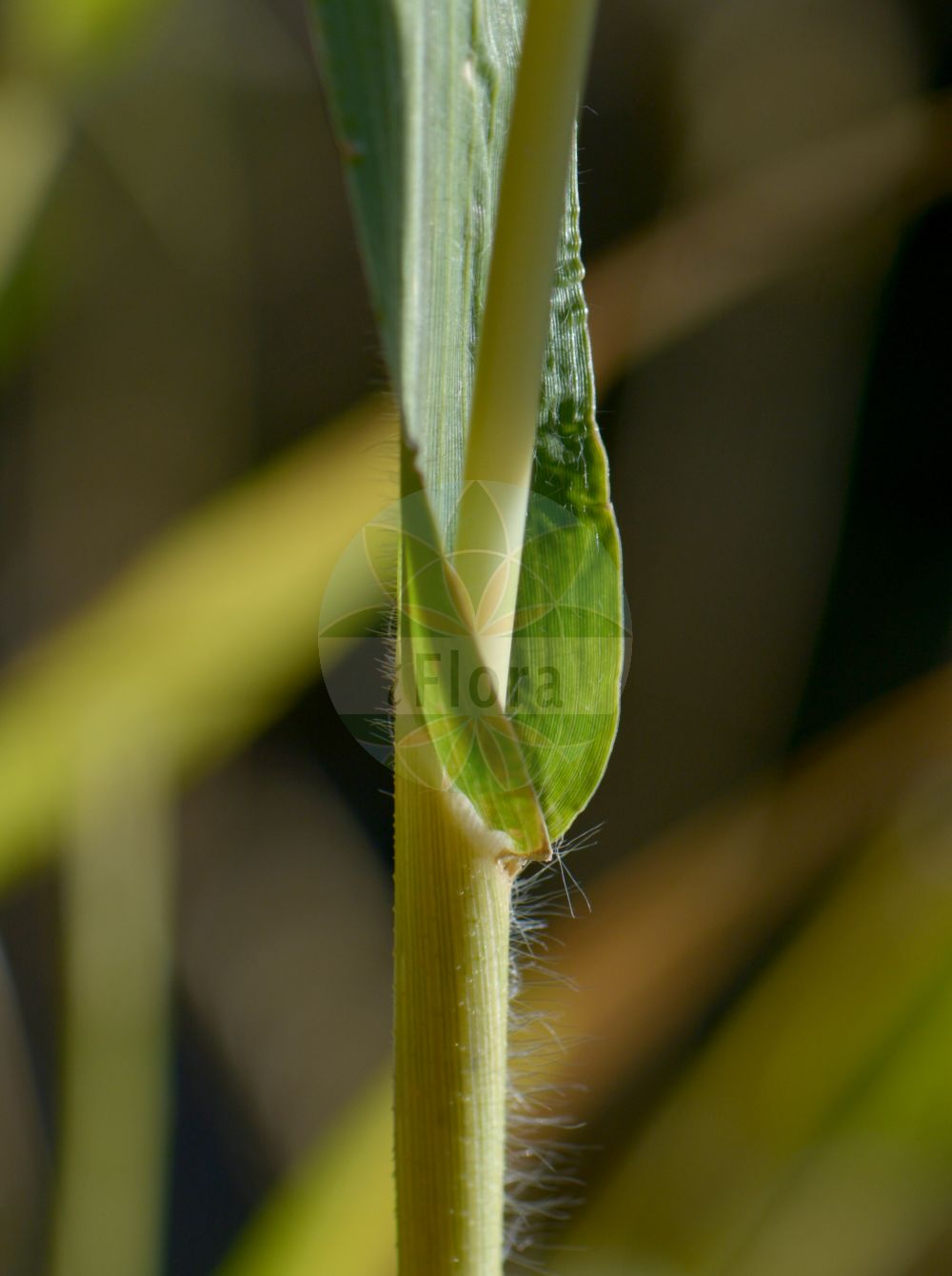 Foto von Panicum miliaceum (Rispen-Hirse - Common Millet). Das Bild zeigt Blatt. Das Foto wurde in Nancy, Grand Est, Frankreich aufgenommen. ---- Photo of Panicum miliaceum (Rispen-Hirse - Common Millet). The image is showing leaf. The picture was taken in Nancy, Grand Est, France.(Panicum miliaceum,Rispen-Hirse,Common Millet,Panicum miliaceum,Rispen-Hirse,Gewoehnliche Rispenhirse,Common Millet,Broomcorn Millet,French Millet,Millet Panicgrass,Panic Millet,Proso Millet,True Millet,Wild Proso Millet,Panicum,Hirse,Panicgrass,Poaceae,Süßgräser,Grass family,Blatt,leaf)