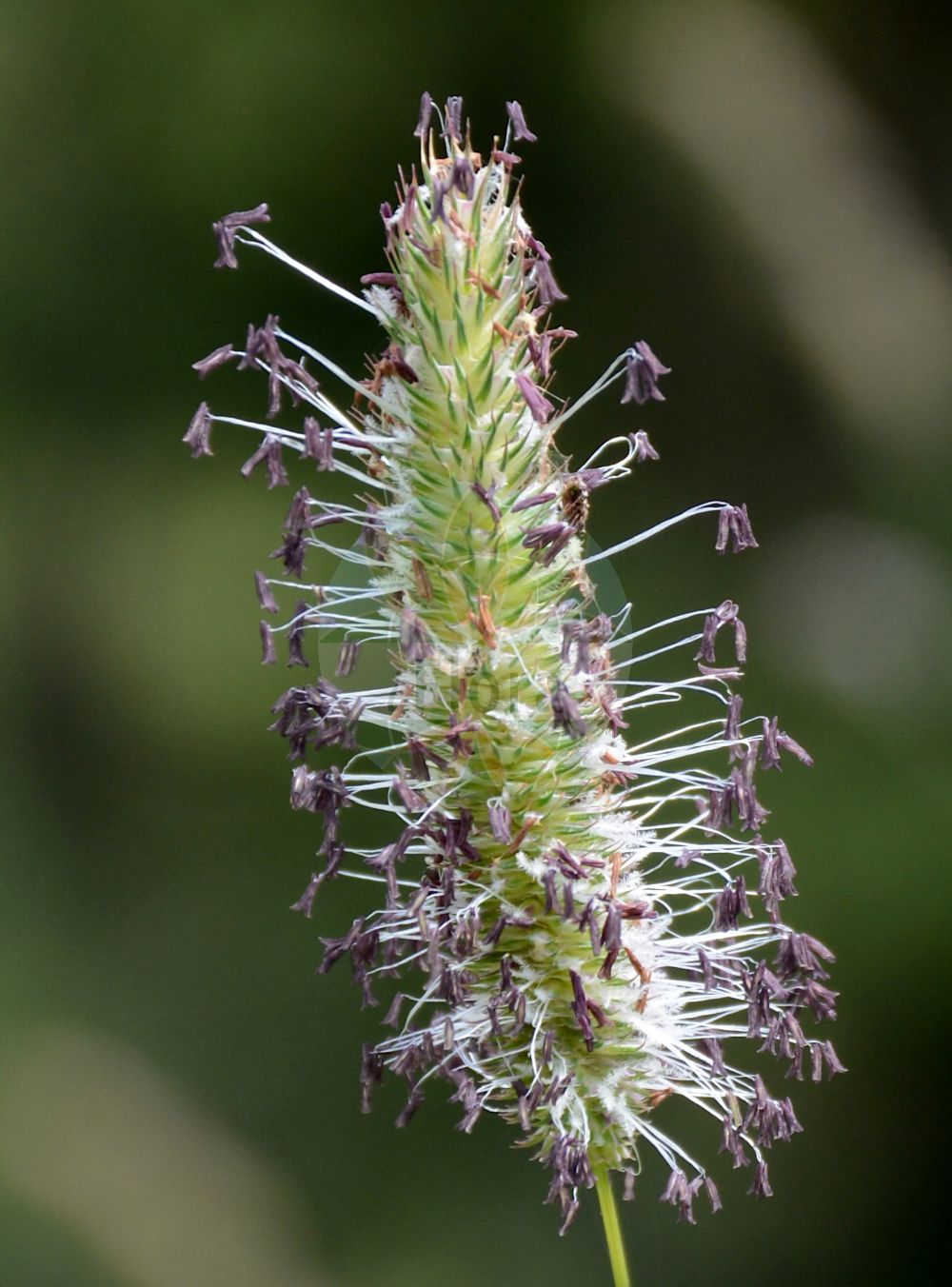 Foto von Phleum pratense (Wiesen-Lieschgras - Timothy). Das Bild zeigt Bluete. Das Foto wurde in Königsleiten, Zell am See, Salzburg, Österreich, Alpen aufgenommen. ---- Photo of Phleum pratense (Wiesen-Lieschgras - Timothy). The image is showing flower. The picture was taken in Koenigsleiten, Zell am See, Salzburg, Austria, Alps.(Phleum pratense,Wiesen-Lieschgras,Timothy,Phleum pratense,Phleum pratense subsp. vulgare,Wiesen-Lieschgras,Timothegras,Timotheusgras,Timothy,Catstail,Common Catstail,Timothy-grass,Herdsgrass,Phleum,Lieschgras,Timothy,Poaceae,Süßgräser,Grass family,Bluete,flower)