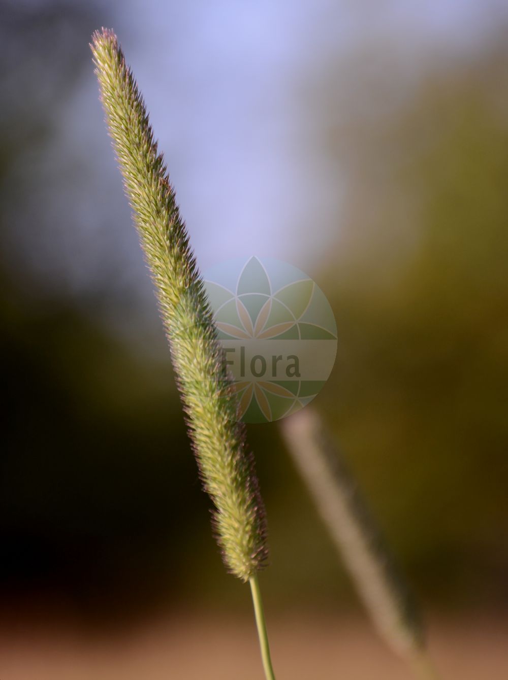 Foto von Phleum pratense (Wiesen-Lieschgras - Timothy). Das Bild zeigt Bluete und Frucht. ---- Photo of Phleum pratense (Wiesen-Lieschgras - Timothy). The image is showing flower and fruit.(Phleum pratense,Wiesen-Lieschgras,Timothy,Phleum pratense,Phleum pratense subsp. vulgare,Wiesen-Lieschgras,Timothegras,Timotheusgras,Timothy,Catstail,Common Catstail,Timothy-grass,Herdsgrass,Phleum,Lieschgras,Timothy,Poaceae,Süßgräser,Grass family,Bluete,Frucht,flower,fruit)