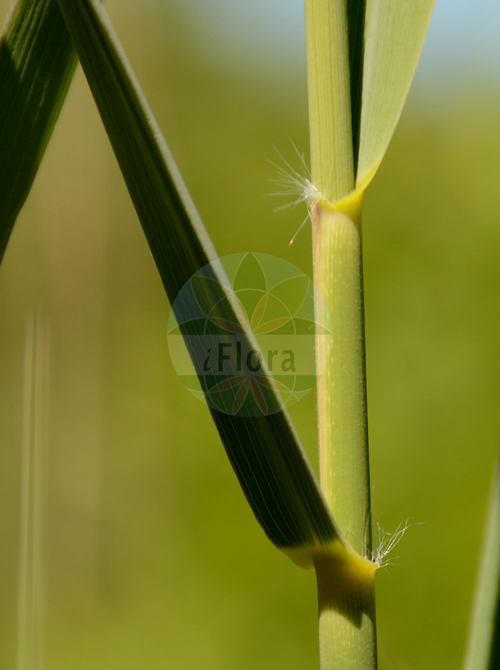 Foto von Phragmites australis (Gewöhnliches Schilf - Common Reed). Das Bild zeigt Blatt. Das Foto wurde in Besancon, Bourgogne-Franche-Comté (Präfektur), Frankreich aufgenommen. ---- Photo of Phragmites australis (Gewöhnliches Schilf - Common Reed). The image is showing leaf. The picture was taken in Besançon, Bourgogne-Franche-Comté.(Phragmites australis,Gewöhnliches Schilf,Common Reed,Arundo australis,Arundo graeca,Arundo phragmites,Phragmites australis,Phragmites communis,Phragmites gigantea,Phragmites loscosii,Phragmites pumila,Phragmites vulgaris,Gewoehnliches Schilf,Schilf,Common Reed,Reed,Phragmites,Schilf,Reed,Poaceae,Süßgräser,Grass family,Blatt,leaf)