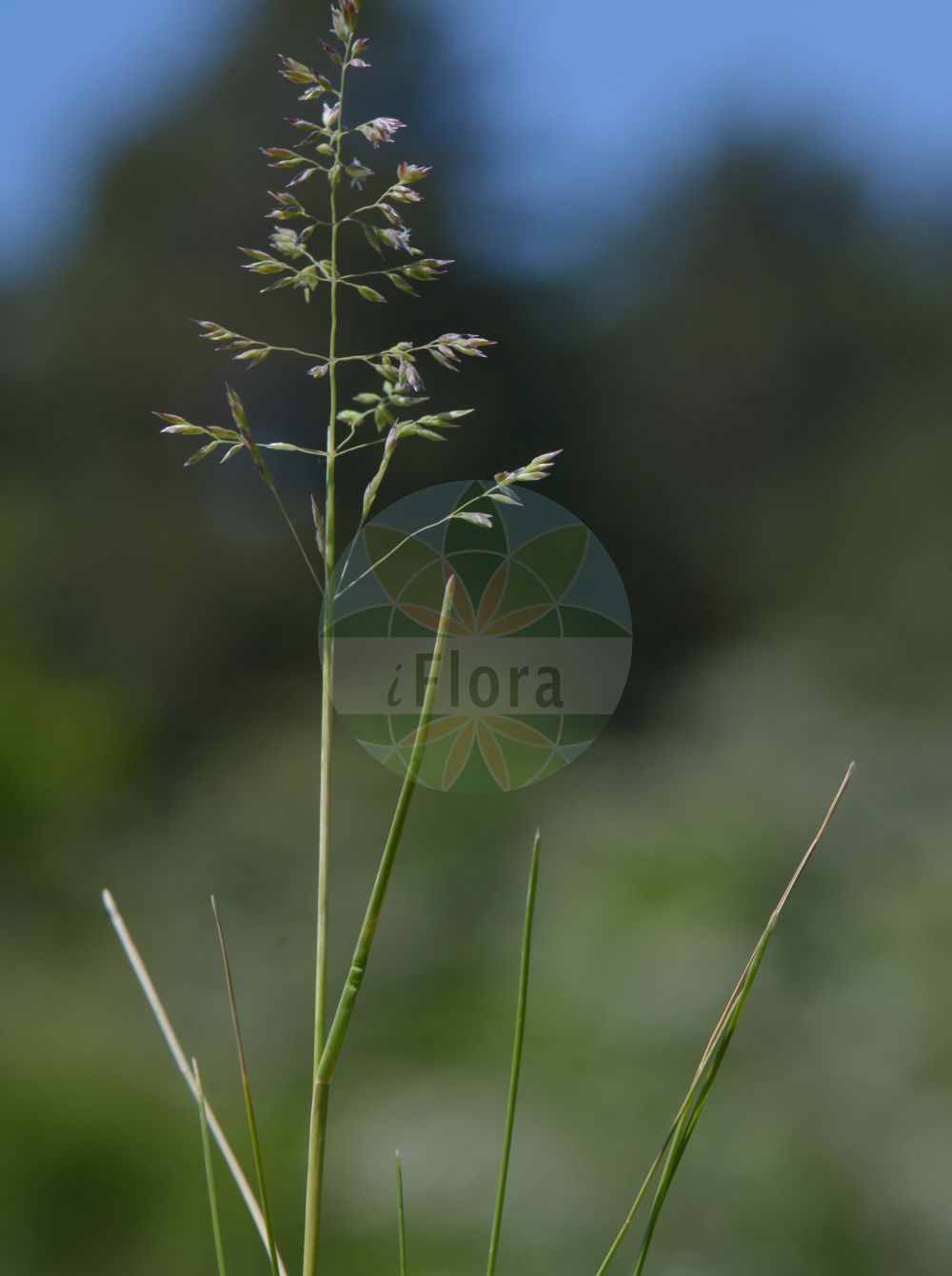 Foto von Poa angustifolia (Schmalblättriges Wiesen-Rispengras - Narrow-leaved Meadow-Grass). Das Bild zeigt Blatt und Bluete. Das Foto wurde in Obermörlen, Hessen, Deutschland, Wetterau und Gießener Becken aufgenommen. ---- Photo of Poa angustifolia (Schmalblättriges Wiesen-Rispengras - Narrow-leaved Meadow-Grass). The image is showing leaf and flower. The picture was taken in Obermoerlen, Hesse, Germany, Wetterau and Giessener Becken.(Poa angustifolia,Schmalblättriges Wiesen-Rispengras,Narrow-leaved Meadow-Grass,Poa angustifolia,Poa capillifolia,Poa pratensis subsp. atlantis,Schmalblaettriges Wiesen-Rispengras,Narrow-leaved Meadow-Grass,Poa,Rispengras,Bluegrass,Poaceae,Süßgräser,Grass family,Blatt,Bluete,leaf,flower)