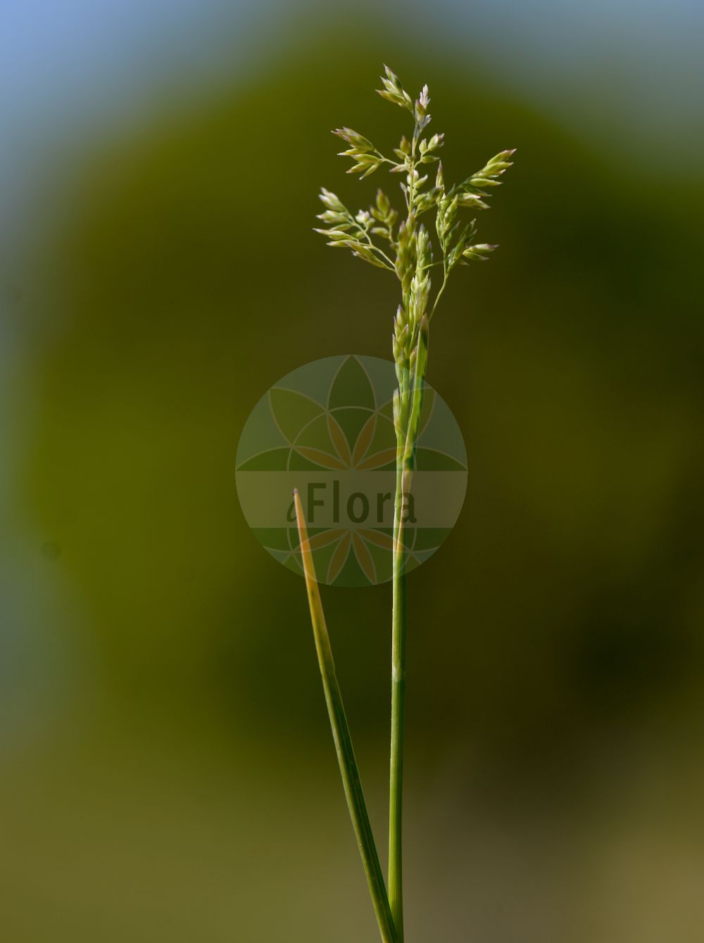 Foto von Poa angustifolia (Schmalblättriges Wiesen-Rispengras - Narrow-leaved Meadow-Grass). Das Bild zeigt Blatt und Bluete. Das Foto wurde in Obermörlen, Hessen, Deutschland, Wetterau und Gießener Becken aufgenommen. ---- Photo of Poa angustifolia (Schmalblättriges Wiesen-Rispengras - Narrow-leaved Meadow-Grass). The image is showing leaf and flower. The picture was taken in Obermoerlen, Hesse, Germany, Wetterau and Giessener Becken.(Poa angustifolia,Schmalblättriges Wiesen-Rispengras,Narrow-leaved Meadow-Grass,Poa angustifolia,Poa capillifolia,Poa pratensis subsp. atlantis,Schmalblaettriges Wiesen-Rispengras,Narrow-leaved Meadow-Grass,Poa,Rispengras,Bluegrass,Poaceae,Süßgräser,Grass family,Blatt,Bluete,leaf,flower)
