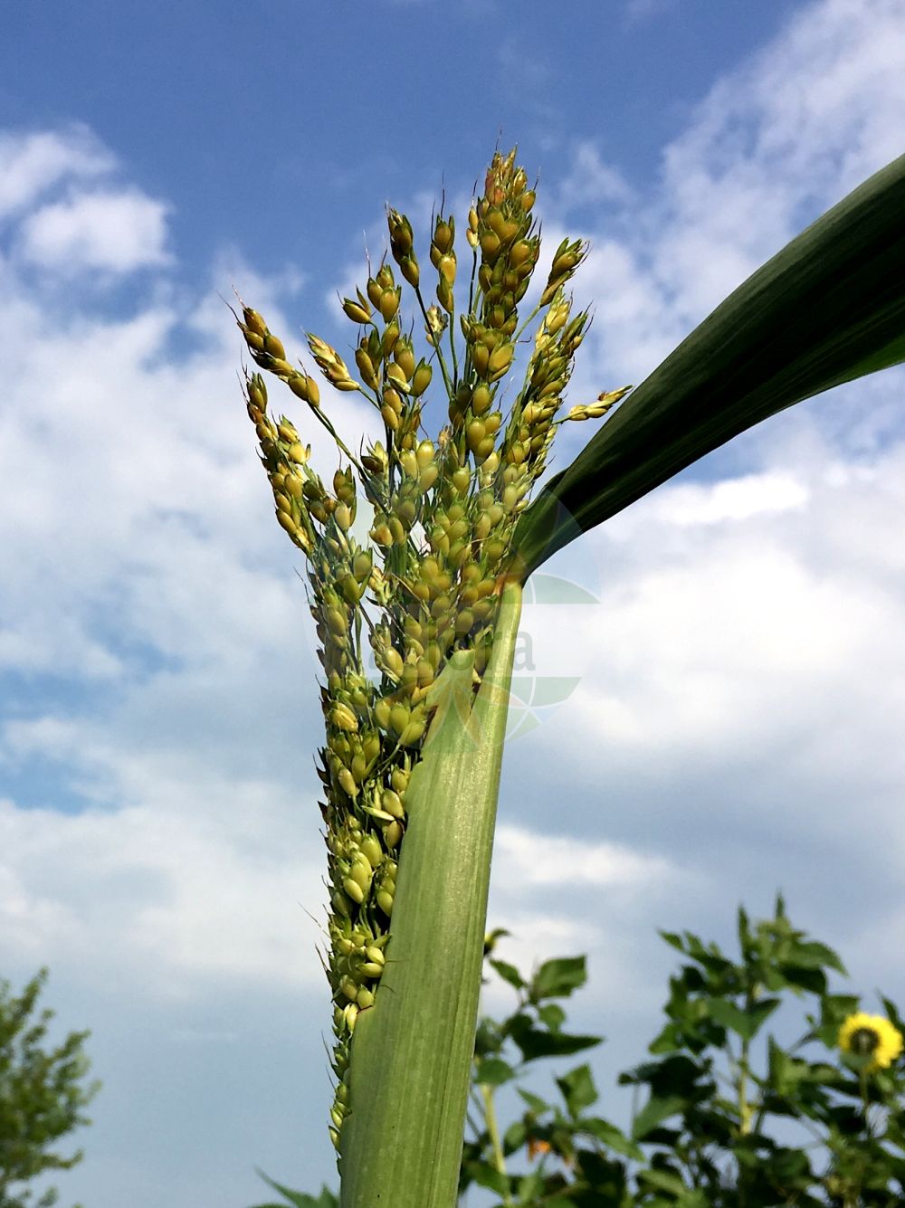 Foto von Sorghum bicolor (Gewöhnliche Mohrenhirse - Great Millet). Das Bild zeigt Blatt, Bluete und Frucht. Das Foto wurde in Ulm, Bayern, Deutschland aufgenommen. ---- Photo of Sorghum bicolor (Gewöhnliche Mohrenhirse - Great Millet). The image is showing leaf, flower and fruit. The picture was taken in Ulm, Bavaria, Germany.(Sorghum bicolor,Gewöhnliche Mohrenhirse,Great Millet,Andropogon sorghum,Holcus bicolor,Holcus sorghum,Sorghum bicolor,Sorghum campanum,Sorghum vulgare subsp. bicolor,Gewoehnliche Mohrenhirse,Durra,Great Millet,Beer Sorghum,Common Sorghum,Giant Millet,Grain Sorghum,Guinea Corn,Millet,Sorgho,Sorghum,Mohrenhirse,Sorghum,Poaceae,Süßgräser,Grass family,Blatt,Bluete,Frucht,leaf,flower,fruit)