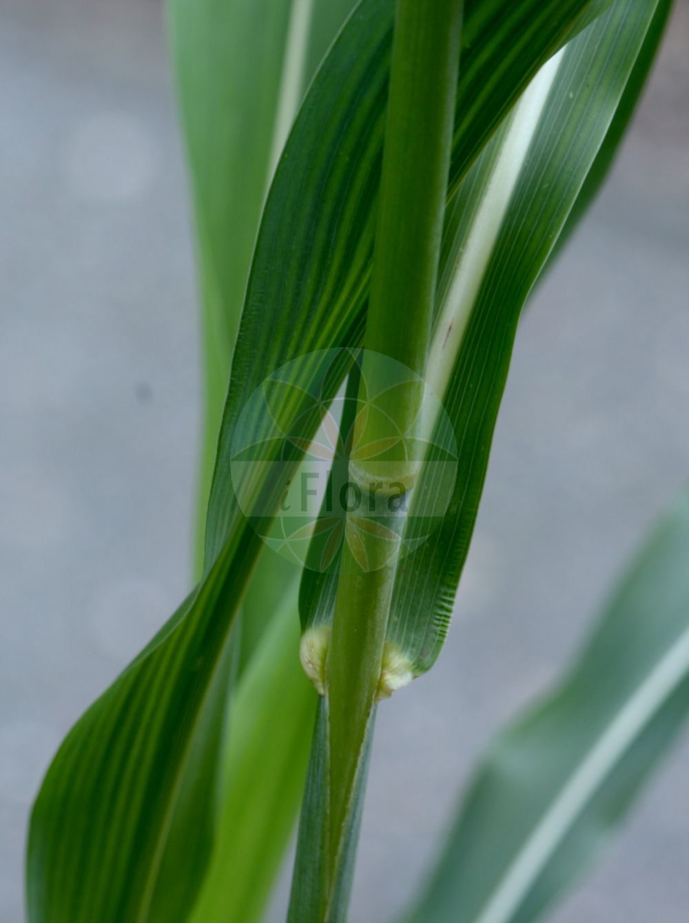 Foto von Sorghum bicolor (Gewöhnliche Mohrenhirse - Great Millet). Das Bild zeigt Blatt. Das Foto wurde in Lyon, Auvergne-Rhône-Alpes, Frankreich aufgenommen. ---- Photo of Sorghum bicolor (Gewöhnliche Mohrenhirse - Great Millet). The image is showing leaf. The picture was taken in Lyon, Auvergne-Rhône-Alpes, France.(Sorghum bicolor,Gewöhnliche Mohrenhirse,Great Millet,Andropogon sorghum,Holcus bicolor,Holcus sorghum,Sorghum bicolor,Sorghum campanum,Sorghum vulgare subsp. bicolor,Gewoehnliche Mohrenhirse,Durra,Great Millet,Beer Sorghum,Common Sorghum,Giant Millet,Grain Sorghum,Guinea Corn,Millet,Sorgho,Sorghum,Mohrenhirse,Sorghum,Poaceae,Süßgräser,Grass family,Blatt,leaf)