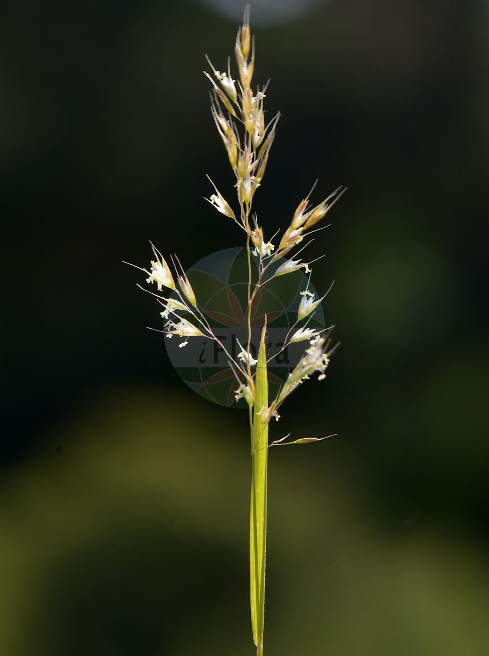 Foto von Trisetum flavescens (Wiesen-Goldhafer - Yellow Oat-grass). Das Bild zeigt Bluete und Frucht. Das Foto wurde in Gießen, Hessen, Deutschland, Wetterau und Gießener Becken aufgenommen. ---- Photo of Trisetum flavescens (Wiesen-Goldhafer - Yellow Oat-grass). The image is showing flower and fruit. The picture was taken in Giessen, Hesse, Germany, Wetterau and Giessener Becken.(Trisetum flavescens,Wiesen-Goldhafer,Yellow Oat-grass,Avena flavescens,Trisetaria flavescens,Trisetum flavescens,Trisetum griseovirens,Trisetum macrantherum,Wiesen-Goldhafer,Gewoehnlicher Wiesen-Goldhafer,Gold-Grannenhafer,Yellow Oat-grass,Golden Oat,Yellow Trisetum,Trisetum,Goldhafer,Oatgrass,Poaceae,Süßgräser,Grass family,Bluete,Frucht,flower,fruit)