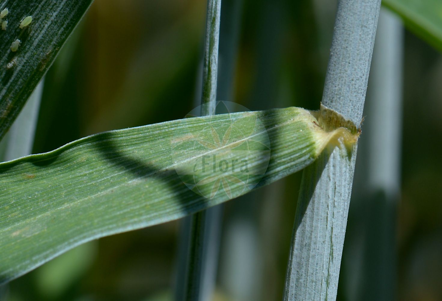 Foto von Triticosecale rimpaui. Das Bild zeigt Blatt. Das Foto wurde in Klagenfurt, Kärnten, Österreich aufgenommen. ---- Photo of Triticosecale rimpaui. The image is showing leaf. The picture was taken in Klagenfurt, Carinthia, Austria.(Triticosecale rimpaui,Triticosecale,Poaceae,Süßgräser,Grass family,Blatt,leaf)
