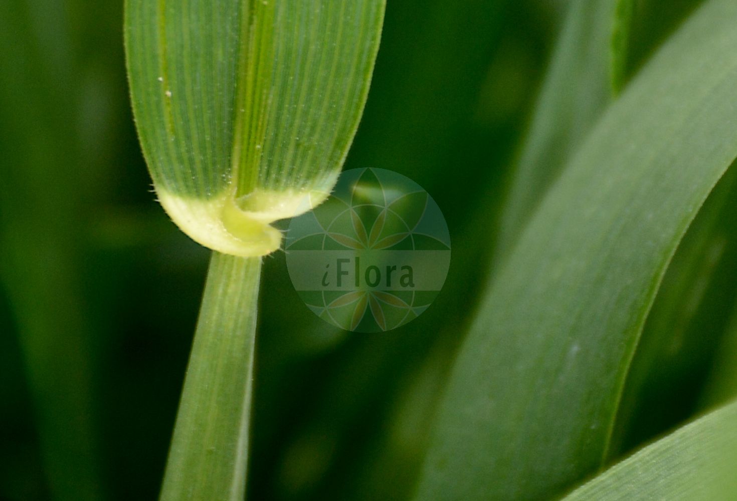 Foto von Triticum aestivum (Saat-Weizen - Bread Wheat). Das Bild zeigt Blatt. Das Foto wurde in Jardin des Plantes, Paris, Frankreich aufgenommen. ---- Photo of Triticum aestivum (Saat-Weizen - Bread Wheat). The image is showing leaf. The picture was taken in Jardin des Plantes, Paris, France.(Triticum aestivum,Saat-Weizen,Bread Wheat,Triticum aestivum,Saat-Weizen,Weich-Weizen,Bread Wheat,Common Wheat,Soft Wheat,Triticum,Weizen,Wheat,Poaceae,Süßgräser,Grass family,Blatt,leaf)