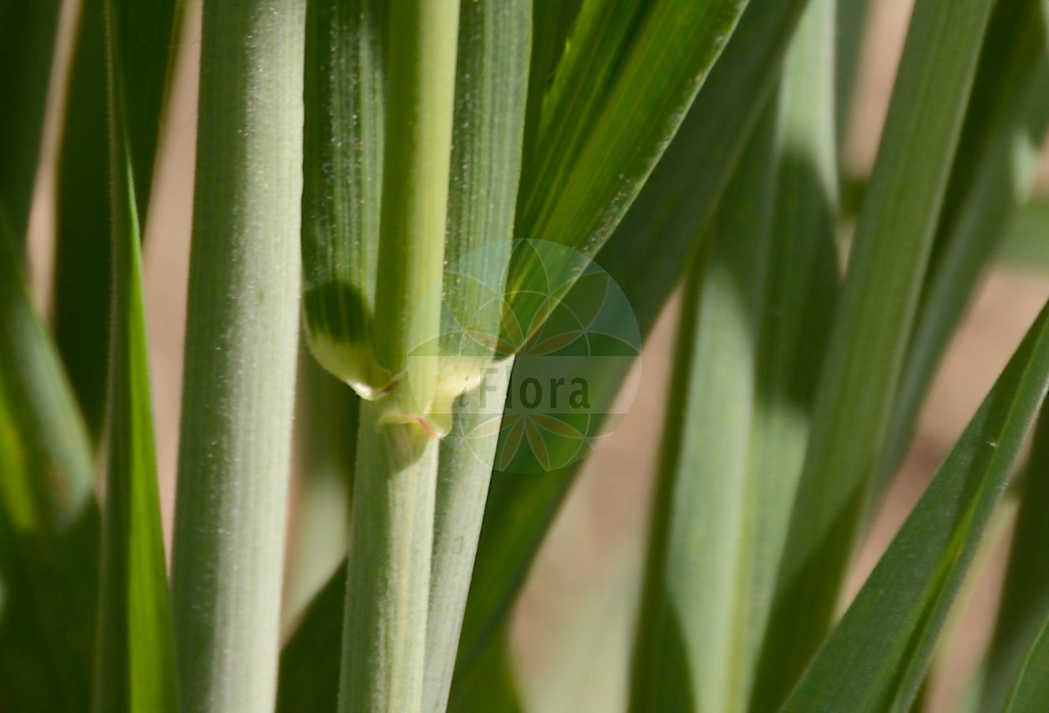 Foto von Triticum turgidum subsp. volgense. Das Bild zeigt Blatt. Das Foto wurde in Dijon, Burgund, Frankreich aufgenommen. ---- Photo of Triticum turgidum subsp. volgense. The image is showing leaf. The picture was taken in Dijon, Burgundy, France.(Triticum turgidum subsp. volgense,Triticum volgense,Triticum,Weizen,Wheat,Poaceae,Süßgräser,Grass family,Blatt,leaf)
