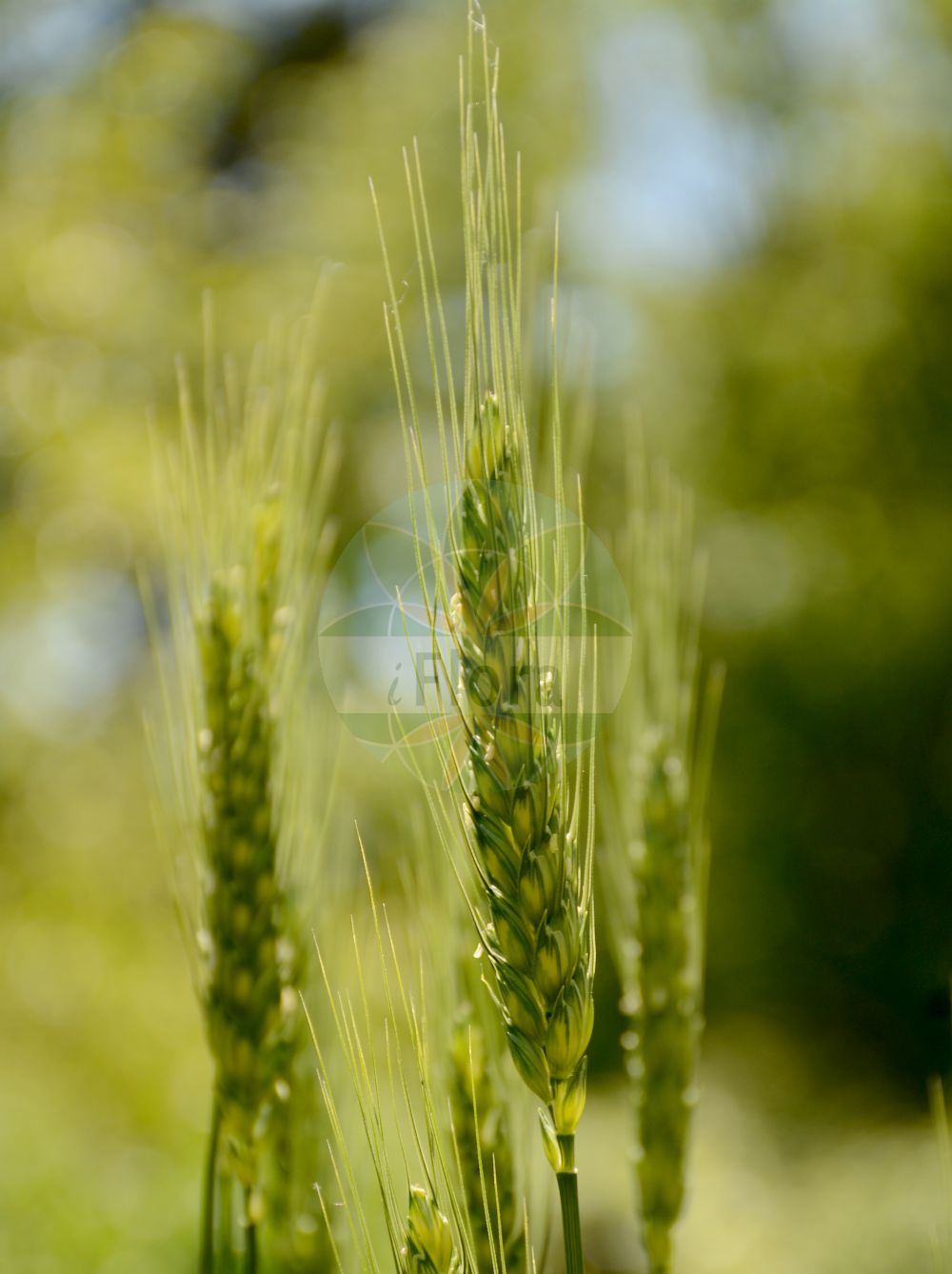 Foto von Triticum turgidum subsp. durum. Das Bild zeigt Bluete und Frucht. Das Foto wurde in Dijon, Burgund, Frankreich aufgenommen. ---- Photo of Triticum turgidum subsp. durum. The image is showing flower and fruit. The picture was taken in Dijon, Burgundy, France.(Triticum turgidum subsp. durum,Triticum turgidum subsp. durum,Triticum,Weizen,Wheat,Poaceae,Süßgräser,Grass family,Bluete,Frucht,flower,fruit)