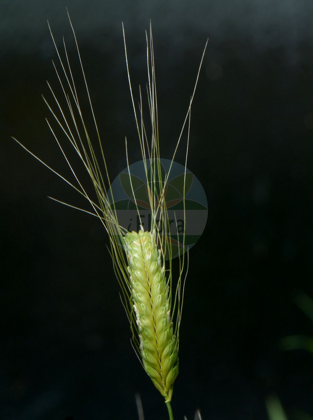 Foto von Triticum monococcum (Einkorn - Einkorn). Das Bild zeigt Bluete und Frucht. Das Foto wurde in Bologna, Emilia-Romagna, Italien aufgenommen. ---- Photo of Triticum monococcum (Einkorn - Einkorn). The image is showing flower and fruit. The picture was taken in Bologna, Emilia-Romagna, Italy.(Triticum monococcum,Einkorn,Einkorn,Crithodium monococcum,Triticum monococcum,Einkorn,Einkorn,One-grained Wheat,Small Spelt,Triticum,Weizen,Wheat,Poaceae,Süßgräser,Grass family,Bluete,Frucht,flower,fruit)