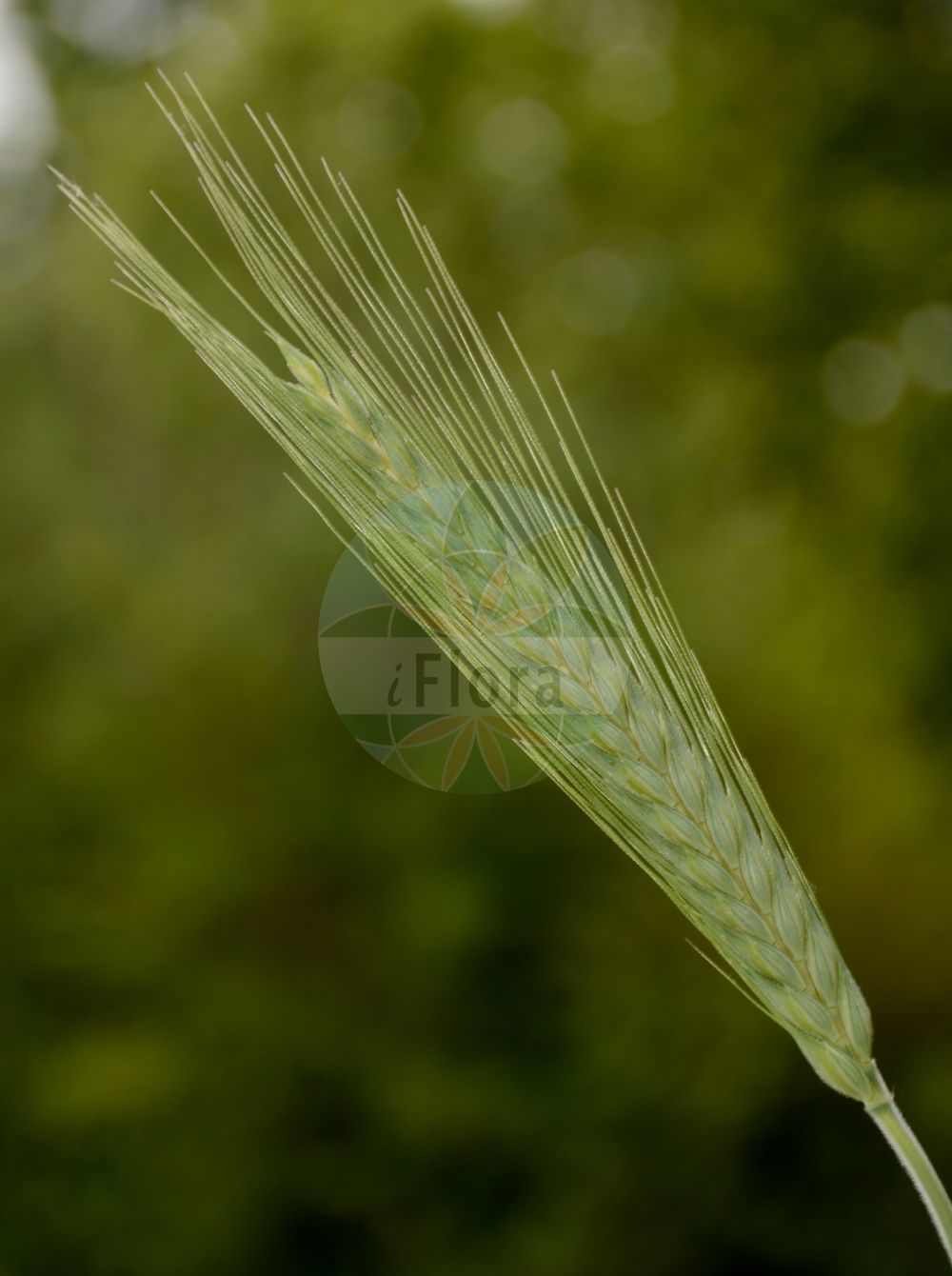 Foto von Triticosecale. Das Bild zeigt Bluete und Frucht. Das Foto wurde in Jardin des Plantes, Paris, Frankreich aufgenommen. ---- Photo of Triticosecale. The image is showing flower and fruit. The picture was taken in Jardin des Plantes, Paris, France.(Triticosecale,Triticosecale,Poaceae,Süßgräser,Grass family,Bluete,Frucht,flower,fruit)