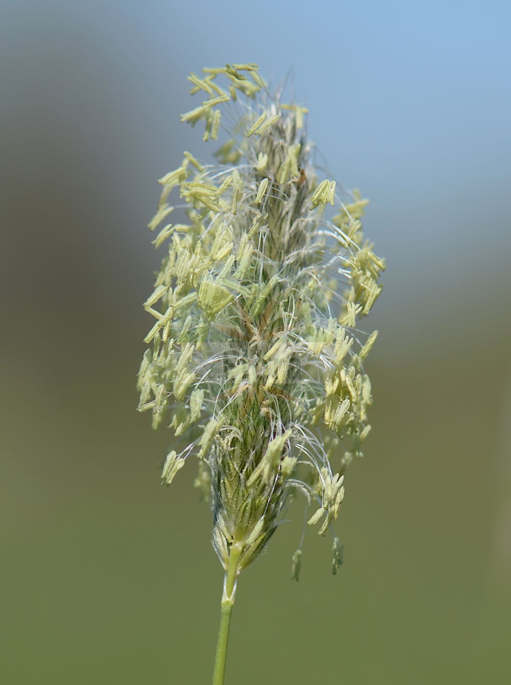 Foto von Anthoxanthum odoratum (Wohlriechendes Ruchgras - Sweet Vernal-grass). Das Bild zeigt Bluete. Das Foto wurde in Obermörlen, Hessen, Deutschland, Wetterau und Gießener Becken aufgenommen. ---- Photo of Anthoxanthum odoratum (Wohlriechendes Ruchgras - Sweet Vernal-grass). The image is showing flower. The picture was taken in Obermoerlen, Hesse, Germany, Wetterau and Giessener Becken.(Anthoxanthum odoratum,Wohlriechendes Ruchgras,Sweet Vernal-grass,Anthoxanthum odoratum,Wohlriechendes Ruchgras,Sweet Vernal-grass,Spring Grass,Anthoxanthum,Ruchgras,Hornwort,Poaceae,Süßgräser,Grass family,Bluete,flower)