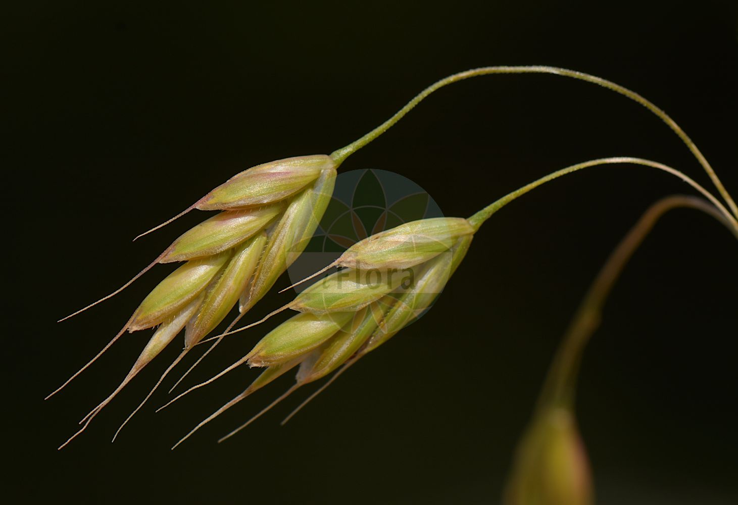 Foto von Bromus secalinus (Roggen-Trespe - Rye Brome). Das Bild zeigt Bluete und Frucht. Das Foto wurde in Laufdorf, Schöffengrund, Lahn-Dill-Kreis, Hessen, Deutschland, Taunus aufgenommen. ---- Photo of Bromus secalinus (Roggen-Trespe - Rye Brome). The image is showing flower and fruit. The picture was taken in Laufdorf, Schoeffengrund, Lahn-Dill district, Hesse, Germany, Taunus.(Bromus secalinus,Roggen-Trespe,Rye Brome,Bromus secalinus,Serrafalcus secalinus,Roggen-Trespe,Rye Brome,Bromus,Trespe,Brome,Poaceae,Süßgräser,Grass family,Bluete,Frucht,flower,fruit)