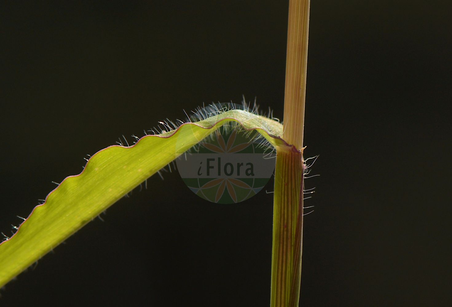 Foto von Cynodon dactylon (Hundszahngras - African Bermuda-grass). Das Bild zeigt Blatt. Das Foto wurde in Weinheim, Rhein-Neckar-Kreis, Baden-Württemberg, Deutschland, Oberrheinisches Tiefland und Rhein-Main-Ebene aufgenommen. ---- Photo of Cynodon dactylon (Hundszahngras - African Bermuda-grass). The image is showing leaf. The picture was taken in Weinheim, Rhein-Neckar district, Baden-Wuerttemberg, Germany, Oberrheinisches Tiefland and Rhein-Main-Ebene.(Cynodon dactylon,Hundszahngras,African Bermuda-grass,Cynodon dactylon,Cynodon glabratus,Dactylon officinale,Panicum dactylon,Hundszahngras,Bermudagras,Fingerfoermiges Hundszahngras,Gewoehnliches Hundszahngras,African Bermuda-grass,Bermuda-grass,Bahama Grass,Couch Grass,Devil's Grass,Dog's-tooth Grass,Dubo,Indian Doab,Scutch Grass,Cynodon,Hundszahngras,Bermudagrass,Poaceae,Süßgräser,Grass family,Blatt,leaf)
