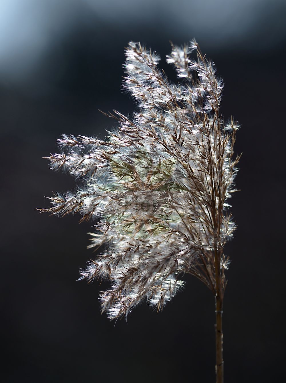 Foto von Phragmites australis (Gewöhnliches Schilf - Common Reed). Das Bild zeigt Bluete und Frucht. Das Foto wurde in Rheinhessische Schweiz, Mainz-Bingen, Hessen, Deutschland, Oberrheinisches Tiefland und Rhein-Main-Ebene aufgenommen. ---- Photo of Phragmites australis (Gewöhnliches Schilf - Common Reed). The image is showing flower and fruit. The picture was taken in Rheinhessische Schweiz, Mainz-Bingen, Hesse, Germany, Oberrheinisches Tiefland and Rhein-Main-Ebene.(Phragmites australis,Gewöhnliches Schilf,Common Reed,Arundo australis,Arundo graeca,Arundo phragmites,Phragmites australis,Phragmites communis,Phragmites gigantea,Phragmites loscosii,Phragmites pumila,Phragmites vulgaris,Gewoehnliches Schilf,Schilf,Common Reed,Reed,Phragmites,Schilf,Reed,Poaceae,Süßgräser,Grass family,Bluete,Frucht,flower,fruit)