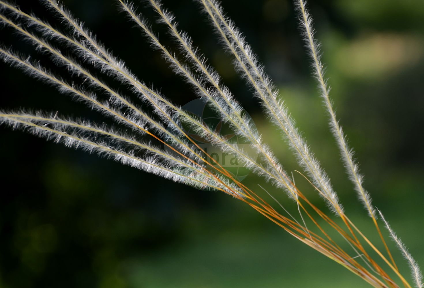 Foto von Stipa pulcherrima (Großes Federgras - Golden Feather Grass). Das Bild zeigt Bluete und Frucht. Das Foto wurde in Berlin, Deutschland aufgenommen. ---- Photo of Stipa pulcherrima (Großes Federgras - Golden Feather Grass). The image is showing flower and fruit. The picture was taken in Berlin, Germany.(Stipa pulcherrima,Großes Federgras,Golden Feather Grass,Stipa grafiana,Stipa pulcherrima,Stipa pulcherrima subsp. grafiana,Grosses Federgras,Bayerisches Gelbscheiden-Federgras,Bayerisches Gelbscheidiges Federgras,Gewoehnliches Gelbscheiden-Federgras,Gewoehnliches Gelbscheidiges Federgras,Schoenes Federgras,Golden Feather Grass,Stipa,Federgras,Needlegrass,Poaceae,Süßgräser,Grass family,Bluete,Frucht,flower,fruit)