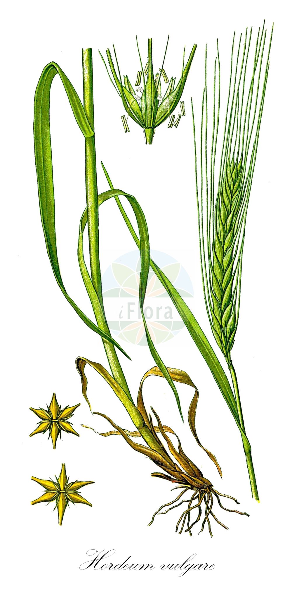 Historische Abbildung von Hordeum vulgare (Saat-Gerste - Six-rowed Barley). ---- Historical Drawing of Hordeum vulgare (Saat-Gerste - Six-rowed Barley).(Hordeum vulgare,Saat-Gerste,Six-rowed Barley,Hordeum hexastichum,Hordeum polystichon,Hordeum vulgare,Hordeum vulgare subsp. hexastichon,Saat-Gerste,Mehrzeilige Gerste,Six-rowed Barley,Barley,Common Barley,Six-row Barley,Four-rowed Barley,Hordeum,Gerste,Barley,Poaceae,Süßgräser,Grass family,Thomé (1885))