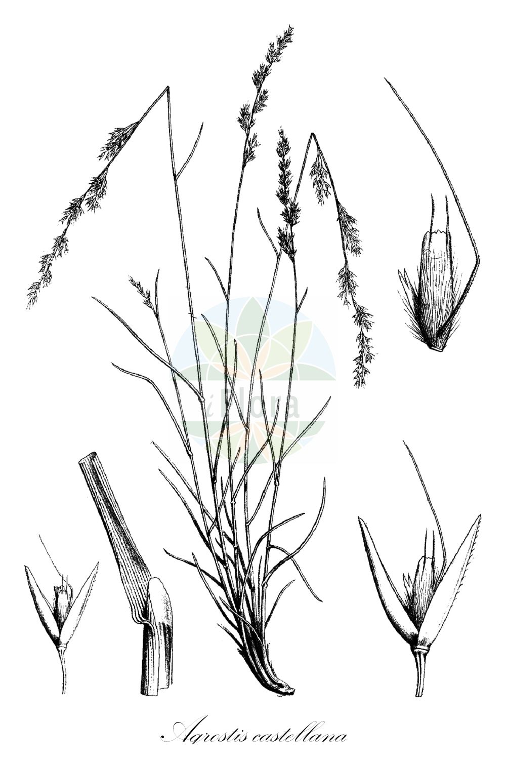 Historische Abbildung von Agrostis castellana (Highland Bent). Das Bild zeigt Blatt, Bluete, Frucht und Same. ---- Historical Drawing of Agrostis castellana (Highland Bent). The image is showing leaf, flower, fruit and seed.(Agrostis castellana,Highland Bent,Agrostis azorica,Agrostis byzantina,Agrostis canariensis,Agrostis castellana,Agrostis frondosa,Agrostis hispanica,Agrostis olivetorum,Agrostis parlatorei,Deyeuxia azorica,Agrostis,Straußgras,Bentgrass,Poaceae,Süßgräser,Grass family,Blatt,Bluete,Frucht,Same,leaf,flower,fruit,seed,de Coincy (1893-1901))