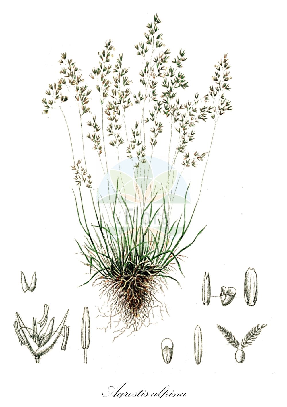 Historische Abbildung von Agrostis alpina (Alpen-Straußgras). Das Bild zeigt Blatt, Bluete, Frucht und Same. ---- Historical Drawing of Agrostis alpina (Alpen-Straußgras). The image is showing leaf, flower, fruit and seed.(Agrostis alpina,Alpen-Straußgras,Agrostis alpina,Alpen-Straussgras,Alpen-Straussgrass,Agrostis,Straußgras,Bentgrass,Poaceae,Süßgräser,Grass family,Blatt,Bluete,Frucht,Same,leaf,flower,fruit,seed,Hartinger & von Dalla Torre (1806f))