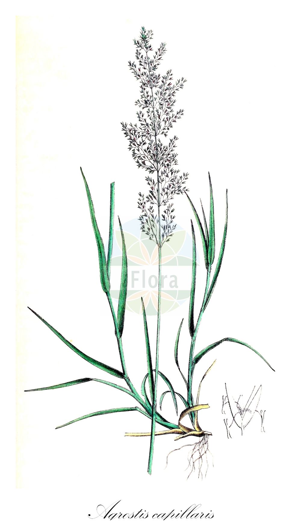 Historische Abbildung von Agrostis capillaris (Rotes Straußgras - Common Bent). Das Bild zeigt Blatt, Bluete, Frucht und Same. ---- Historical Drawing of Agrostis capillaris (Rotes Straußgras - Common Bent). The image is showing leaf, flower, fruit and seed.(Agrostis capillaris,Rotes Straußgras,Common Bent,Agrostis capillaris,Agrostis tarda,Agrostis tenuis,Agrostis vulgaris,Rotes Straussgras,Gewoehnliches Straussgras,Common Bent,Black Couch,Browntop,Browntop Bent,Colonial Bent,Colonial Bentgrass,Rhode Island Bent,Agrostis,Straußgras,Bentgrass,Poaceae,Süßgräser,Grass family,Blatt,Bluete,Frucht,Same,leaf,flower,fruit,seed,Dietrich (1833-1844))