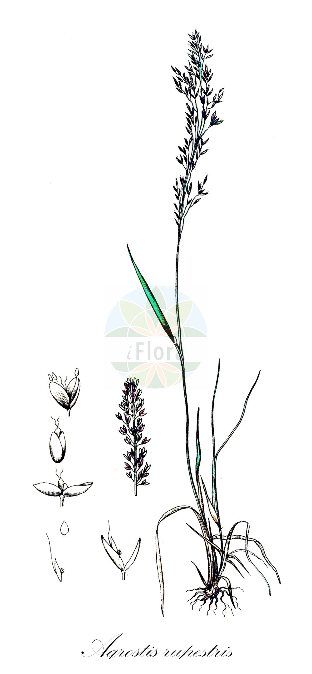 Historische Abbildung von Agrostis rupestris (Felsen-Straußgras - Northern Bentgrass). Das Bild zeigt Blatt, Bluete, Frucht und Same. ---- Historical Drawing of Agrostis rupestris (Felsen-Straußgras - Northern Bentgrass). The image is showing leaf, flower, fruit and seed.(Agrostis rupestris,Felsen-Straußgras,Northern Bentgrass,Agrostis rupestris,Felsen-Straussgras,Northern Bentgrass,Japanese Holly,Agrostis,Straußgras,Bentgrass,Poaceae,Süßgräser,Grass family,Blatt,Bluete,Frucht,Same,leaf,flower,fruit,seed,Svensk Botanik (Svensk Botanik))