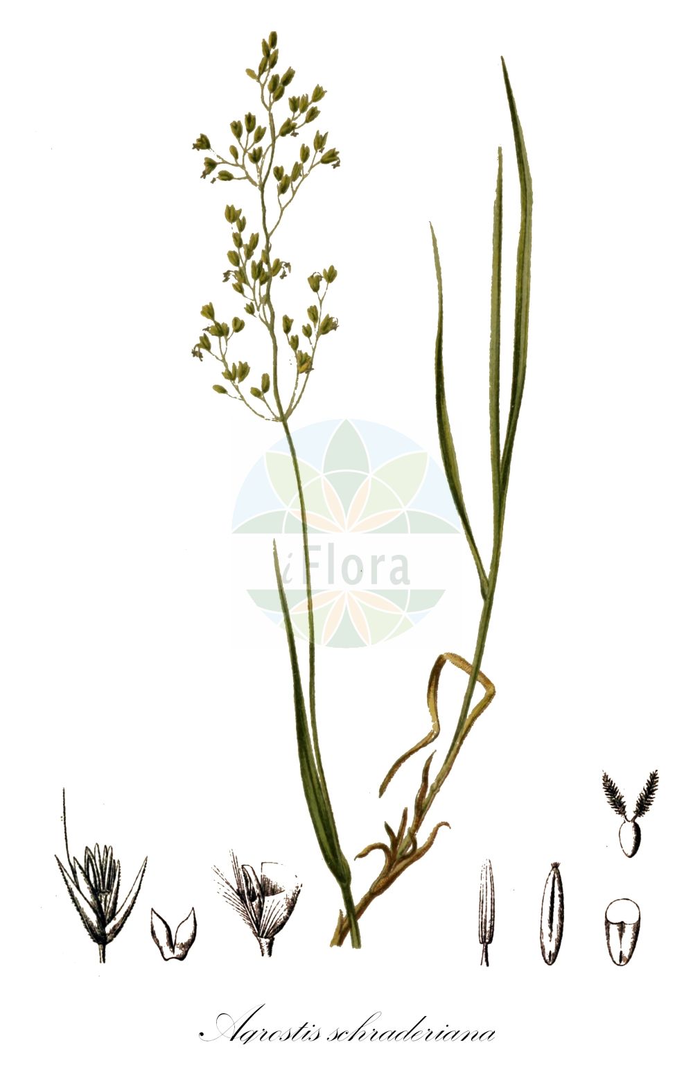 Historische Abbildung von Agrostis schraderiana (Zartes Straußgras - Schrader's Bentgras). Das Bild zeigt Blatt, Bluete, Frucht und Same. ---- Historical Drawing of Agrostis schraderiana (Zartes Straußgras - Schrader's Bentgras). The image is showing leaf, flower, fruit and seed.(Agrostis schraderiana,Zartes Straußgras,Schrader's Bentgras,Agrostis agrostiflora,Agrostis schraderiana,Calamagrostis agrostiflora,Calamagrostis humilis,Calamagrostis pilosa,Calamagrostis tenella,Zartes Straussgras,Schilf-Straussgras,Schrader's Bentgras,Agrostis,Straußgras,Bentgrass,Poaceae,Süßgräser,Grass family,Blatt,Bluete,Frucht,Same,leaf,flower,fruit,seed,Hartinger & von Dalla Torre (1806f))