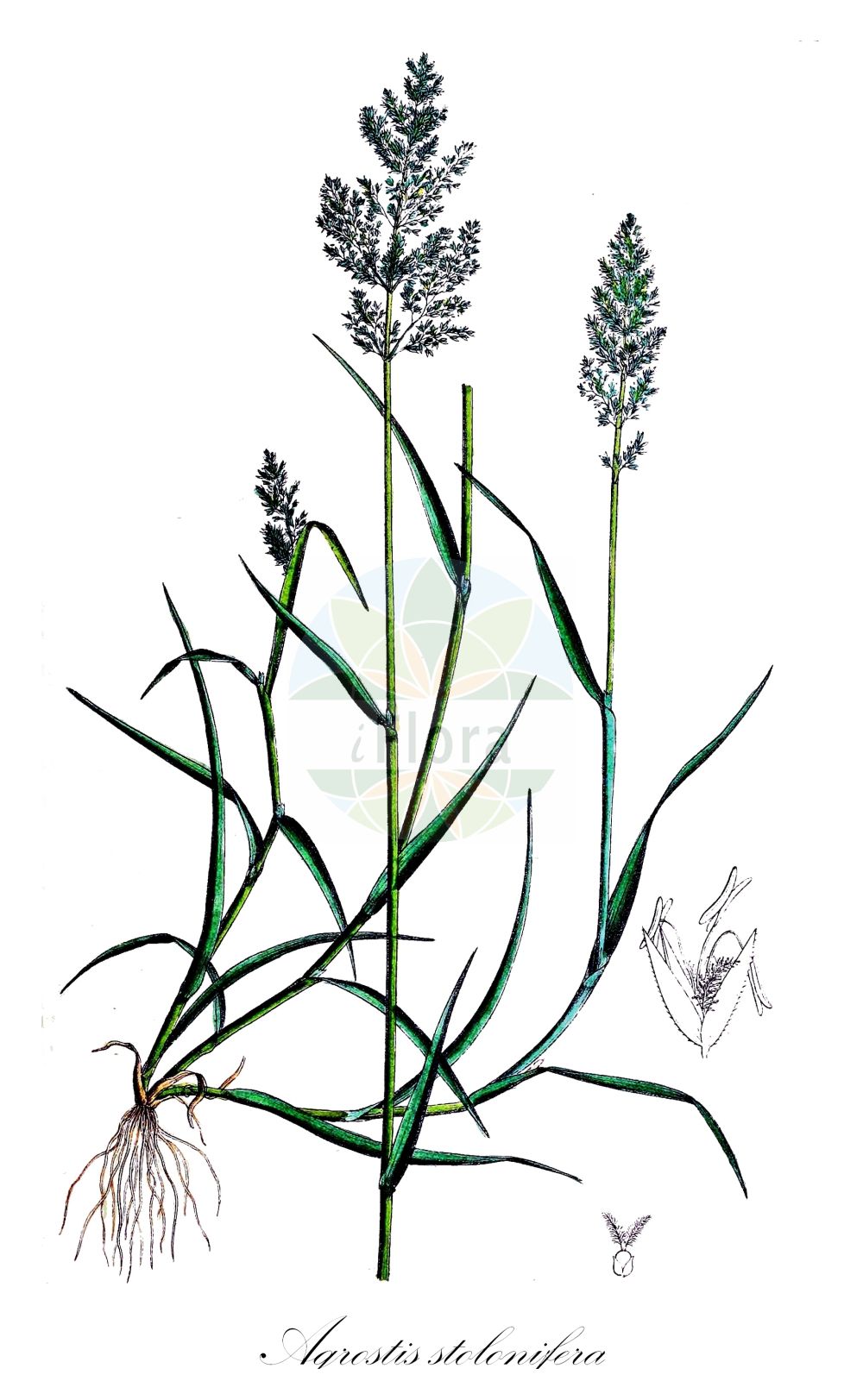 Historische Abbildung von Agrostis stolonifera (Weißes Straußgras - Creeping Bent). Das Bild zeigt Blatt, Bluete, Frucht und Same. ---- Historical Drawing of Agrostis stolonifera (Weißes Straußgras - Creeping Bent). The image is showing leaf, flower, fruit and seed.(Agrostis stolonifera,Weißes Straußgras,Creeping Bent,Agrostis adscendens,Agrostis karsensis,Agrostis stolonifera,Agrostis stolonizans,Agrostis zerovii,Weisses Straussgras,Flecht-Straussgras,Creeping Bent,Carpet Bent,Carpet Bentgrass,Creeping Bentgrass,Fiorin,Marsh Bent,Redtop,Redtop Grass,Spreading Bent,White Bent,Agrostis,Straußgras,Bentgrass,Poaceae,Süßgräser,Grass family,Blatt,Bluete,Frucht,Same,leaf,flower,fruit,seed,Dietrich (1833-1844))