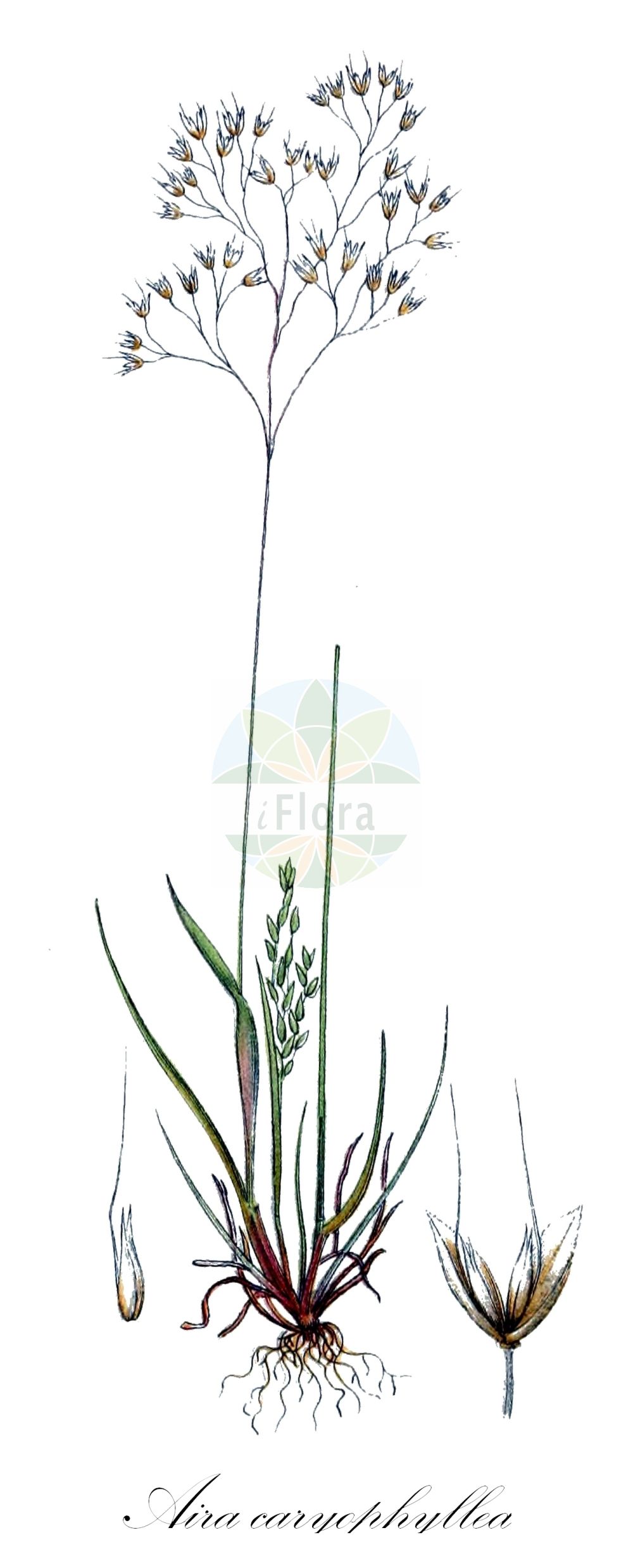 Historische Abbildung von Aira caryophyllea (Nelken-Haferschmiele - Silver Hair-grass). Das Bild zeigt Blatt, Bluete, Frucht und Same. ---- Historical Drawing of Aira caryophyllea (Nelken-Haferschmiele - Silver Hair-grass). The image is showing leaf, flower, fruit and seed.(Aira caryophyllea,Nelken-Haferschmiele,Silver Hair-grass,Aira caryophyllea,Aira mucronata,Avena caryophyllea,Nelken-Haferschmiele,Silver Hair-grass,Aira,Haferschmiele,Hair-grass,Poaceae,Süßgräser,Grass family,Blatt,Bluete,Frucht,Same,leaf,flower,fruit,seed,Lindman (1901-1905))