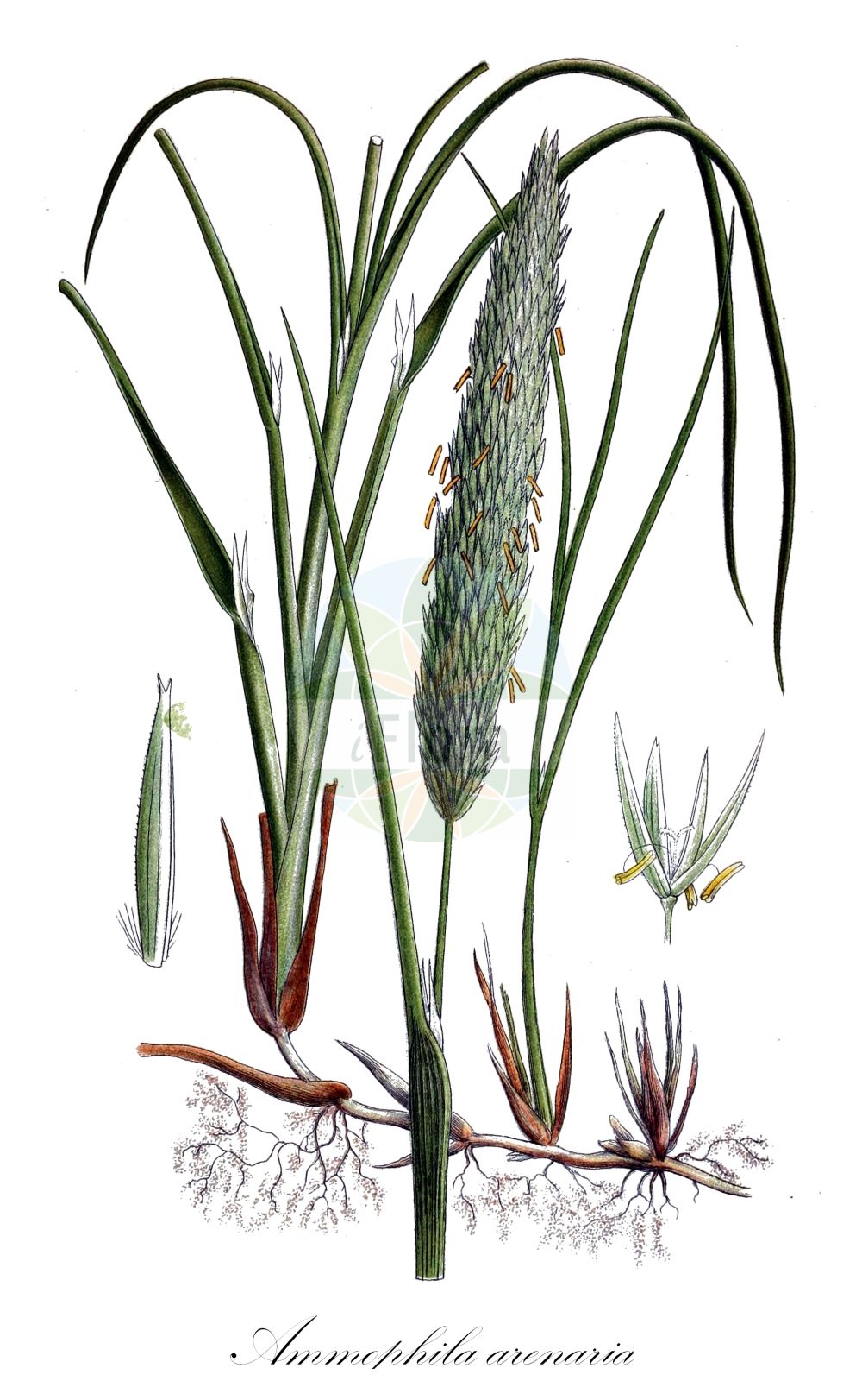 Historische Abbildung von Ammophila arenaria (Gewöhnlicher Strandhafer - Marram). Das Bild zeigt Blatt, Bluete, Frucht und Same. ---- Historical Drawing of Ammophila arenaria (Gewöhnlicher Strandhafer - Marram). The image is showing leaf, flower, fruit and seed.(Ammophila arenaria,Gewöhnlicher Strandhafer,Marram,Ammophila arenaria,Arundo arenaria,Calamagrostis arenaria,Psamma arenaria,Psamma littoralis,Gewoehnlicher Strandhafer,Helm,Marram,Common Marram Grass,European Beach Grass,European Dune Grass,Marram Grass,Ammophila,Strandhafer,Beachgrass,Poaceae,Süßgräser,Grass family,Blatt,Bluete,Frucht,Same,leaf,flower,fruit,seed,Lindman (1901-1905))