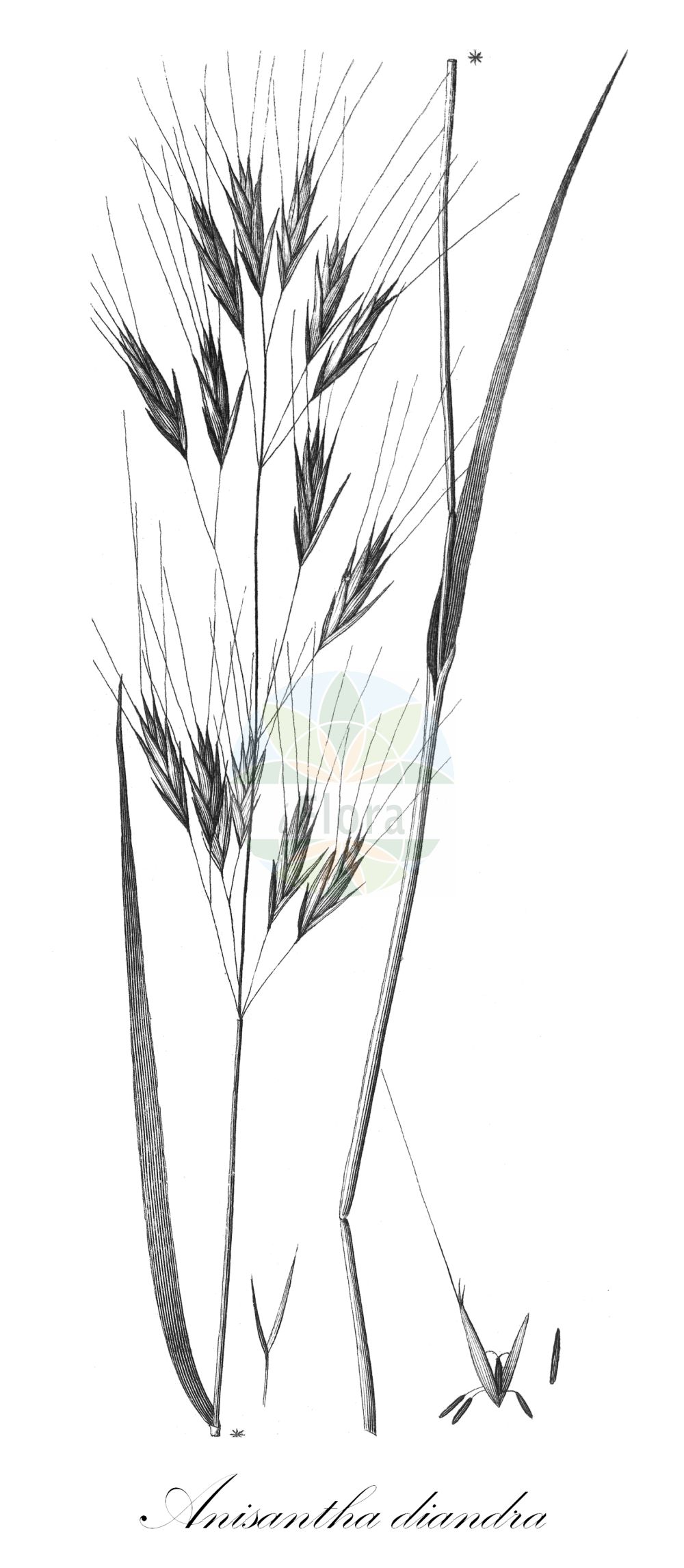 Historische Abbildung von Anisantha diandra (Great Brome). Das Bild zeigt Blatt, Bluete, Frucht und Same. ---- Historical Drawing of Anisantha diandra (Great Brome). The image is showing leaf, flower, fruit and seed.(Anisantha diandra,Great Brome,Anisantha diandra,Anisantha gussonei,Bromus diandrus,Bromus gussonei,Zerna gussonei,Anisantha,Poaceae,Süßgräser,Grass family,Blatt,Bluete,Frucht,Same,leaf,flower,fruit,seed)