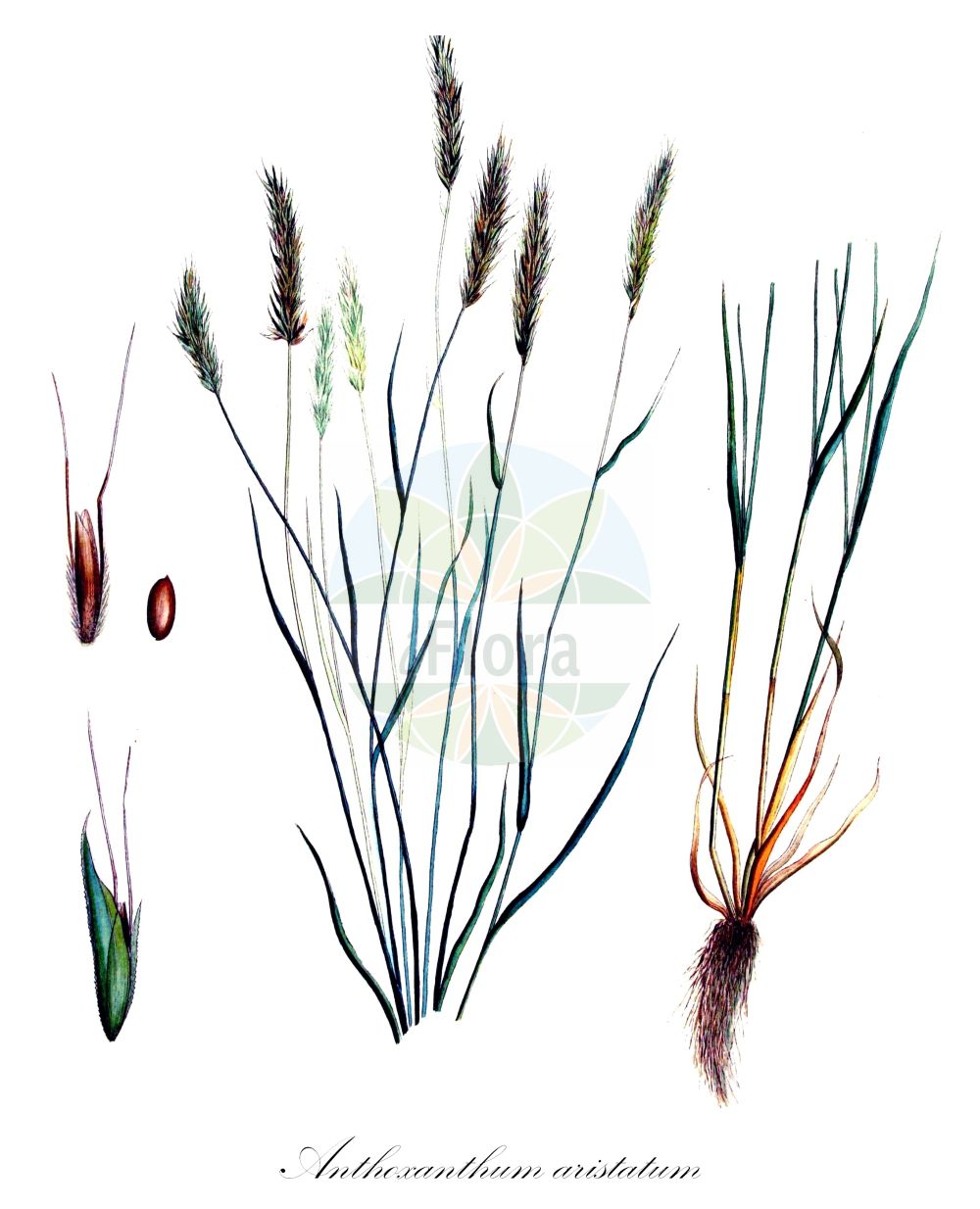 Historische Abbildung von Anthoxanthum aristatum (Grannen-Ruchgras - Annual Vernal-grass). Das Bild zeigt Blatt, Bluete, Frucht und Same. ---- Historical Drawing of Anthoxanthum aristatum (Grannen-Ruchgras - Annual Vernal-grass). The image is showing leaf, flower, fruit and seed.(Anthoxanthum aristatum,Grannen-Ruchgras,Annual Vernal-grass,Anthoxanthum aristatum,Anthoxanthum laxiflorum,Anthoxanthum odoratum,Anthoxanthum puelii,Grannen-Ruchgras,Dobbengras,Annual Vernal-grass,Anthoxanthum,Ruchgras,Hornwort,Poaceae,Süßgräser,Grass family,Blatt,Bluete,Frucht,Same,leaf,flower,fruit,seed,Kops (1800-1934))