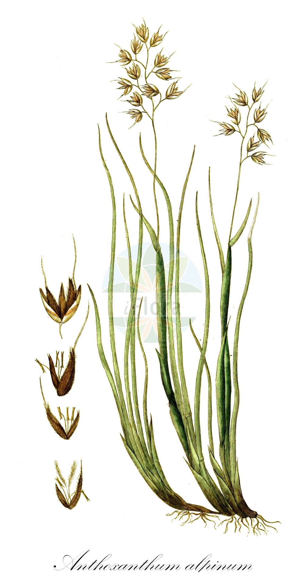 Historische Abbildung von Anthoxanthum alpinum (Alpen-Ruchgras - Alpine Bentgrass). Das Bild zeigt Blatt, Bluete, Frucht und Same. ---- Historical Drawing of Anthoxanthum alpinum (Alpen-Ruchgras - Alpine Bentgrass). The image is showing leaf, flower, fruit and seed.(Anthoxanthum alpinum,Alpen-Ruchgras,Alpine Bentgrass,Anthoxanthum alpinum,Anthoxanthum odoratum subsp. alpinum,Alpen-Ruchgras,Alpine Bentgrass,Anthoxanthum,Ruchgras,Hornwort,Poaceae,Süßgräser,Grass family,Blatt,Bluete,Frucht,Same,leaf,flower,fruit,seed,Svensk Botanik (Svensk Botanik))
