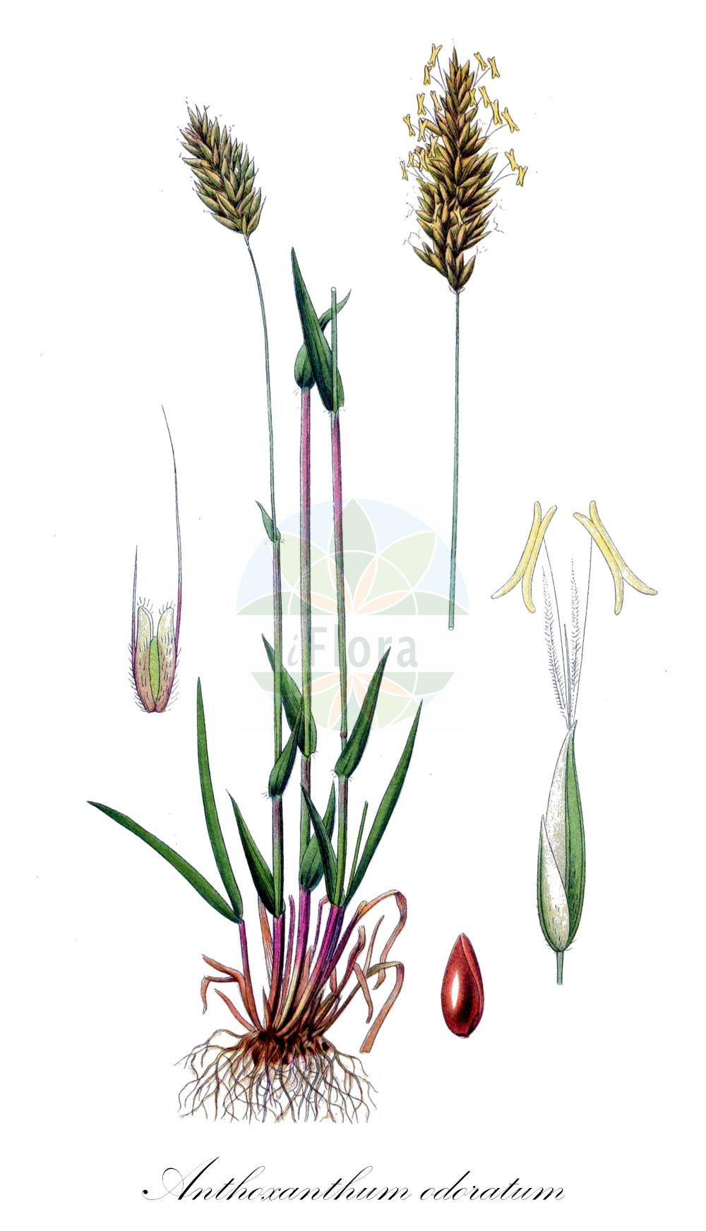 Historische Abbildung von Anthoxanthum odoratum (Wohlriechendes Ruchgras - Sweet Vernal-grass). Das Bild zeigt Blatt, Bluete, Frucht und Same. ---- Historical Drawing of Anthoxanthum odoratum (Wohlriechendes Ruchgras - Sweet Vernal-grass). The image is showing leaf, flower, fruit and seed.(Anthoxanthum odoratum,Wohlriechendes Ruchgras,Sweet Vernal-grass,Anthoxanthum odoratum,Wohlriechendes Ruchgras,Sweet Vernal-grass,Spring Grass,Anthoxanthum,Ruchgras,Hornwort,Poaceae,Süßgräser,Grass family,Blatt,Bluete,Frucht,Same,leaf,flower,fruit,seed,Lindman (1901-1905))
