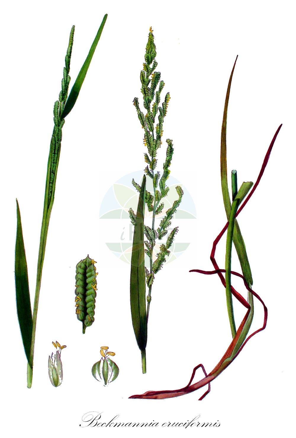 Historische Abbildung von Beckmannia eruciformis. Das Bild zeigt Blatt, Bluete, Frucht und Same. ---- Historical Drawing of Beckmannia eruciformis. The image is showing leaf, flower, fruit and seed.(Beckmannia eruciformis,Beckmannia eruciformis,Phalaris erucaeformis,Beckmannia,Poaceae,Süßgräser,Grass family,Blatt,Bluete,Frucht,Same,leaf,flower,fruit,seed,Kops (1800-1934))