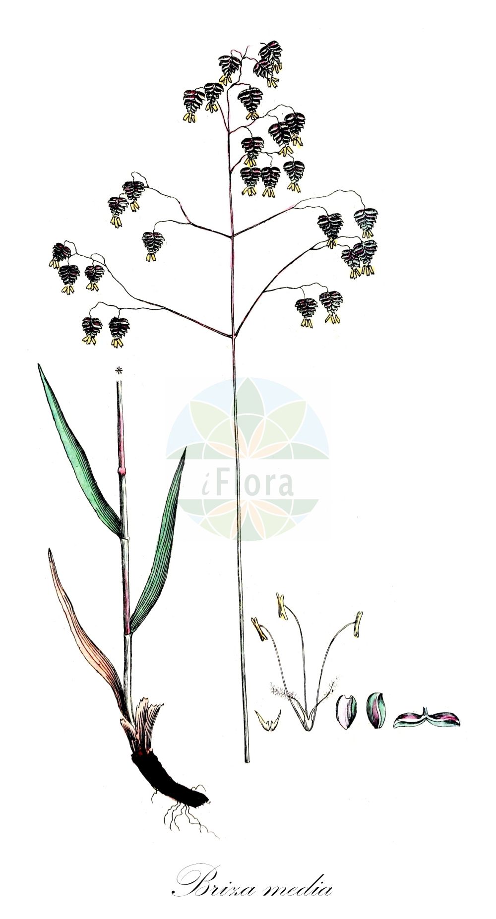 Historische Abbildung von Briza media (Gewöhnliches Zittergras - Quaking-grass). Das Bild zeigt Blatt, Bluete, Frucht und Same. ---- Historical Drawing of Briza media (Gewöhnliches Zittergras - Quaking-grass). The image is showing leaf, flower, fruit and seed.(Briza media,Gewöhnliches Zittergras,Quaking-grass,Briza australis,Briza intermedia,Briza media,Gewoehnliches Zittergras,Mittleres Zittergras,Quaking-grass,Common Quaking Grass,Intermediate Quaking Grass,Perennial Quaking Grass,Tottergrass,Briza,Zittergras,Quakinggrass,Poaceae,Süßgräser,Grass family,Blatt,Bluete,Frucht,Same,leaf,flower,fruit,seed,Svensk Botanik (Svensk Botanik))