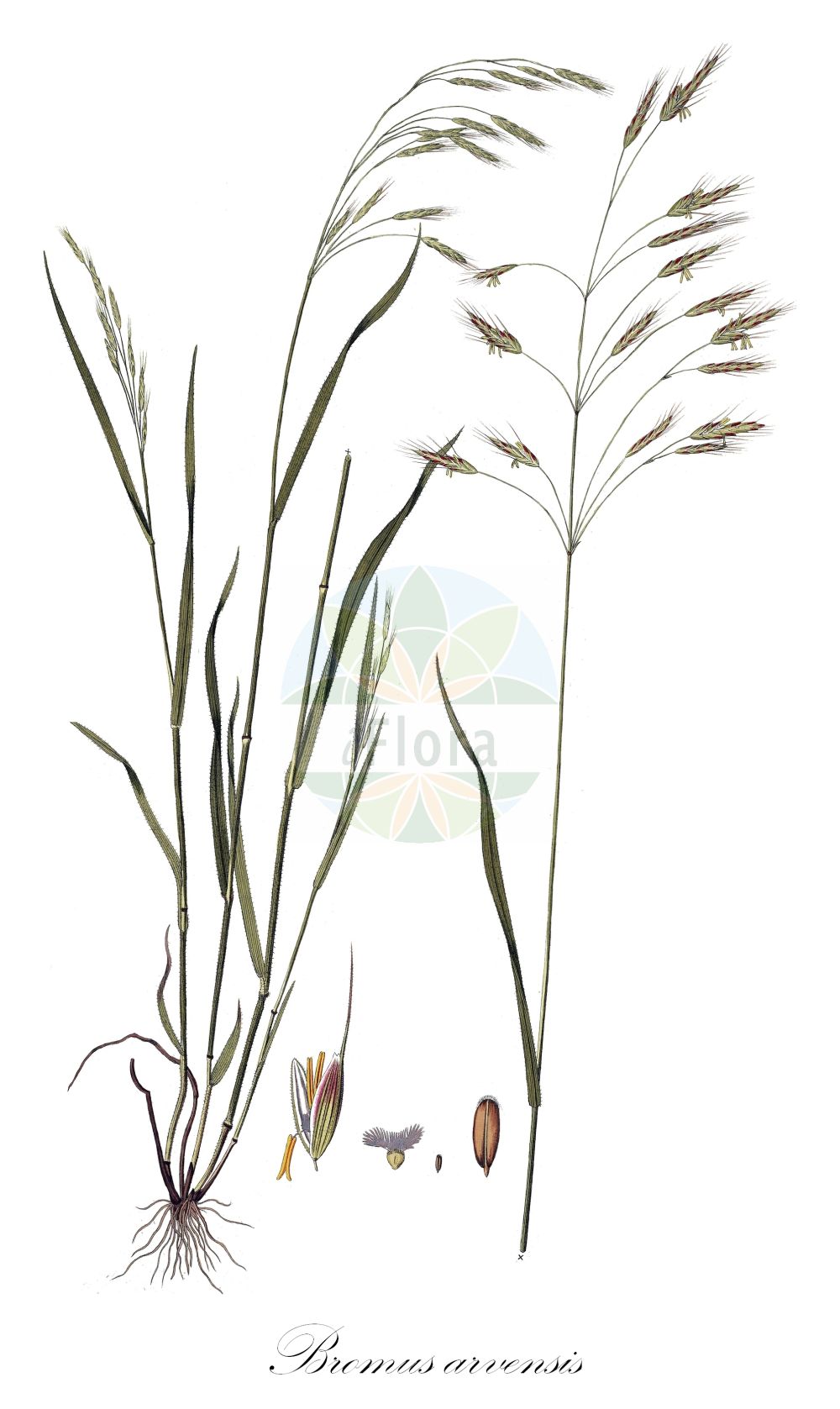 Historische Abbildung von Bromus arvensis (Acker-Trespe - Field Brome). Das Bild zeigt Blatt, Bluete, Frucht und Same. ---- Historical Drawing of Bromus arvensis (Acker-Trespe - Field Brome). The image is showing leaf, flower, fruit and seed.(Bromus arvensis,Acker-Trespe,Field Brome,Bromus arvensis,Serrafalcus arvensis,Acker-Trespe,Saat-Acker-Trespe,Field Brome,Field Bromegrass,Bromus,Trespe,Brome,Poaceae,Süßgräser,Grass family,Blatt,Bluete,Frucht,Same,leaf,flower,fruit,seed,Host (1801-1809))