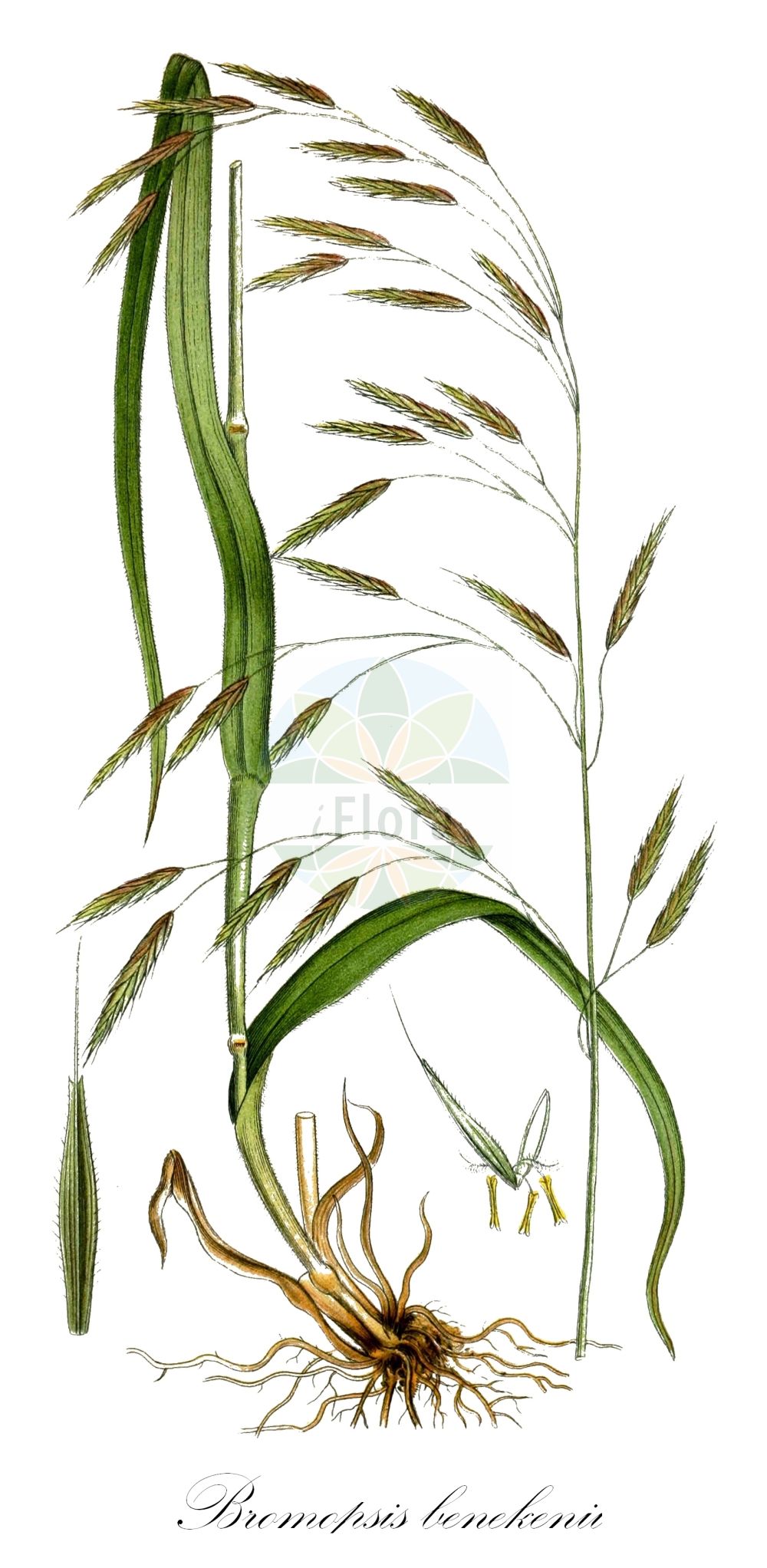 Historische Abbildung von Bromopsis benekenii (Rauhe Wald-Trespe - Lesser Hairy-brome). Das Bild zeigt Blatt, Bluete, Frucht und Same. ---- Historical Drawing of Bromopsis benekenii (Rauhe Wald-Trespe - Lesser Hairy-brome). The image is showing leaf, flower, fruit and seed.(Bromopsis benekenii,Rauhe Wald-Trespe,Lesser Hairy-brome,Bromopsis benekenii,Bromus benekenii,Schedonorus benekenii,Zerna benekenii,Rauhe Wald-Trespe,Einseitswendige Wald-Trespe,Raue Wald-Trespe,Lesser Hairy-brome,Bromopsis,Poaceae,Süßgräser,Grass family,Blatt,Bluete,Frucht,Same,leaf,flower,fruit,seed,Lindman (1901-1905))