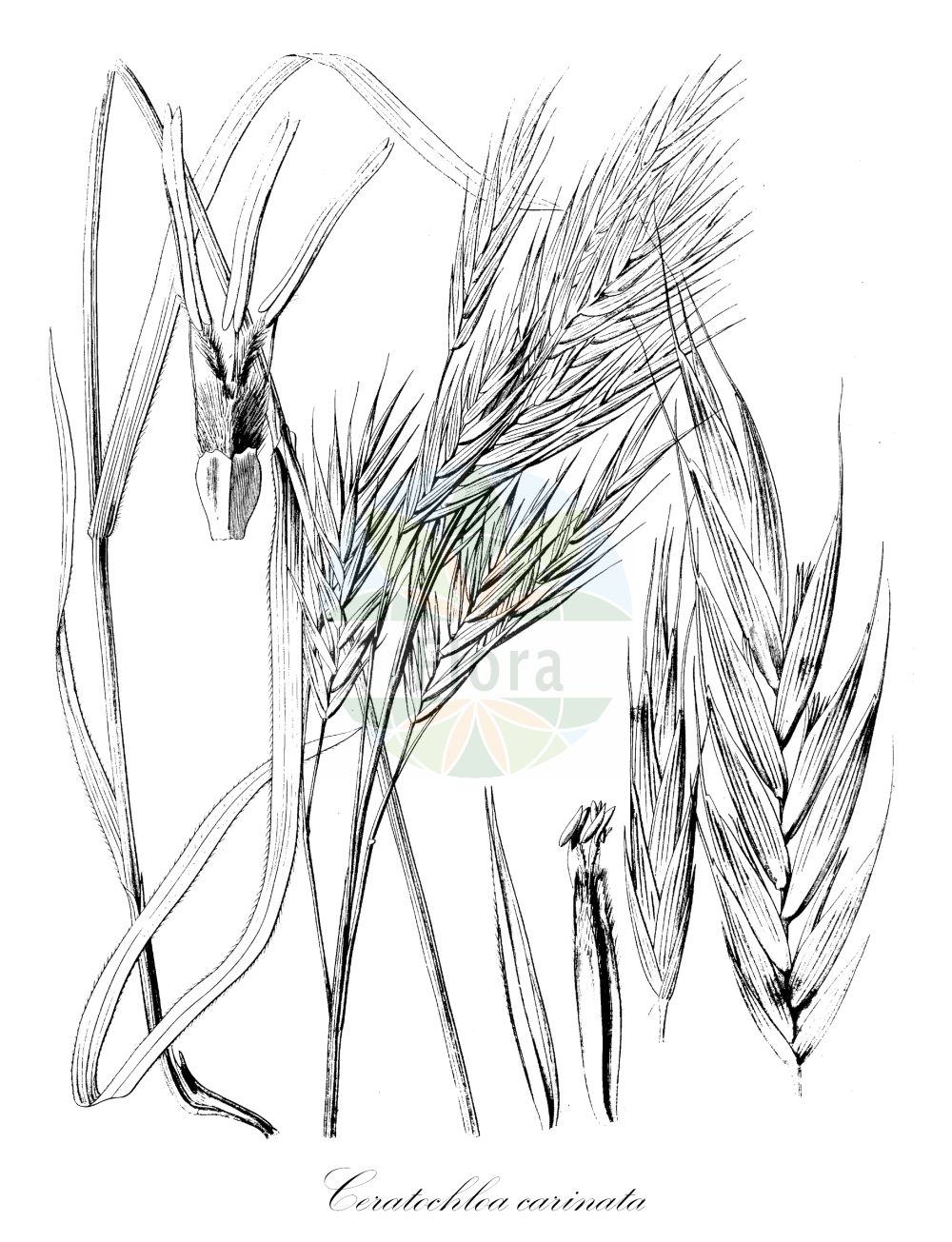 Historische Abbildung von Ceratochloa carinata (Plattährige Trespe - California Brome). Das Bild zeigt Blatt, Bluete, Frucht und Same. ---- Historical Drawing of Ceratochloa carinata (Plattährige Trespe - California Brome). The image is showing leaf, flower, fruit and seed.(Ceratochloa carinata,Plattährige Trespe,California Brome,Bromus carinatus,Ceratochloa carinata,Plattaehrige Trespe,Kalifornische Trespe,Kiel-Trespe,California Brome,Western Brome,Mountain Brome,California Bromegrass,Ceratochloa,Poaceae,Süßgräser,Grass family,Blatt,Bluete,Frucht,Same,leaf,flower,fruit,seed,Hooker (1829-1840))
