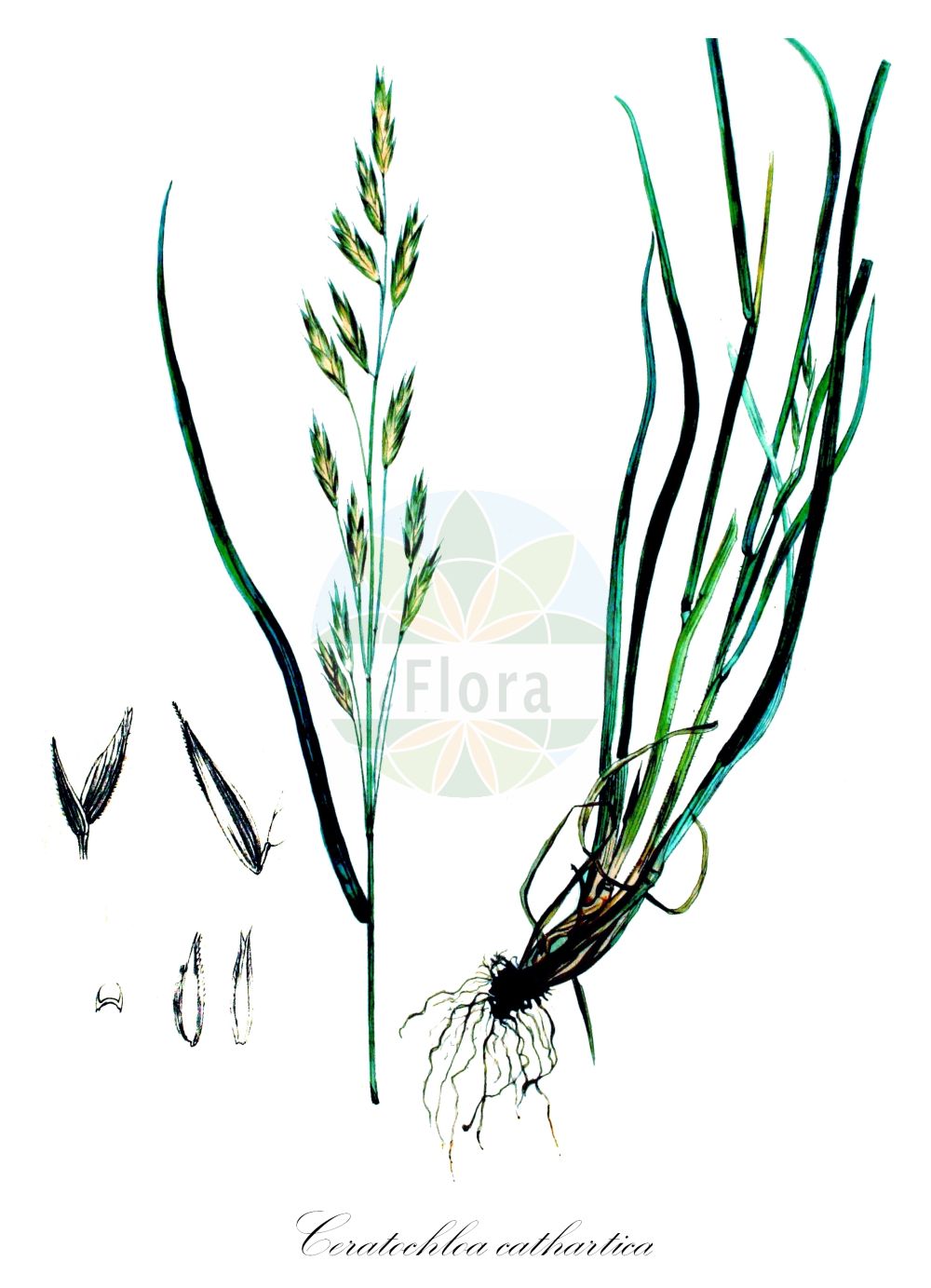 Historische Abbildung von Ceratochloa cathartica (Ährengrasähnliche Trespe - Rescue Brome). Das Bild zeigt Blatt, Bluete, Frucht und Same. ---- Historical Drawing of Ceratochloa cathartica (Ährengrasähnliche Trespe - Rescue Brome). The image is showing leaf, flower, fruit and seed.(Ceratochloa cathartica,Ährengrasähnliche Trespe,Rescue Brome,Bromus brevis,Bromus catharticus,Bromus schraderi,Bromus unioloides,Bromus willdenowii,Ceratochloa cathartica,Ceratochloa haenkeana,Ceratochloa unioloides,Ceratochloa willdenowii,Festuca unioloides,Serrafalcus unioloides,Zerna unioloides,Ährengrasaehnliche Trespe,Anden-Trespe,Willdenows Trespe,Rescue Brome,Prairiegrass,Rescue Bromegrass,Rescuegrass,Ceratochloa,Poaceae,Süßgräser,Grass family,Blatt,Bluete,Frucht,Same,leaf,flower,fruit,seed,Kops (1800-1934))