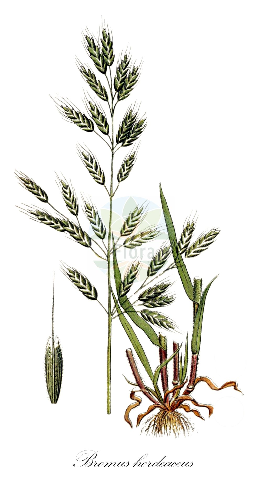Historische Abbildung von Bromus hordeaceus (Weiche Trespe - Soft-brome). Das Bild zeigt Blatt, Bluete, Frucht und Same. ---- Historical Drawing of Bromus hordeaceus (Weiche Trespe - Soft-brome). The image is showing leaf, flower, fruit and seed.(Bromus hordeaceus,Weiche Trespe,Soft-brome,Bromus hordeaceus,Bromus mollis,Serrafalcus mollis,Weiche Trespe,Flaum-Trespe,Spreizende Trespe,Soft-brome,Barley Brome,Lopgrass,Soft Chess,Tender Brome,Bromus,Trespe,Brome,Poaceae,Süßgräser,Grass family,Blatt,Bluete,Frucht,Same,leaf,flower,fruit,seed,Lindman (1901-1905))