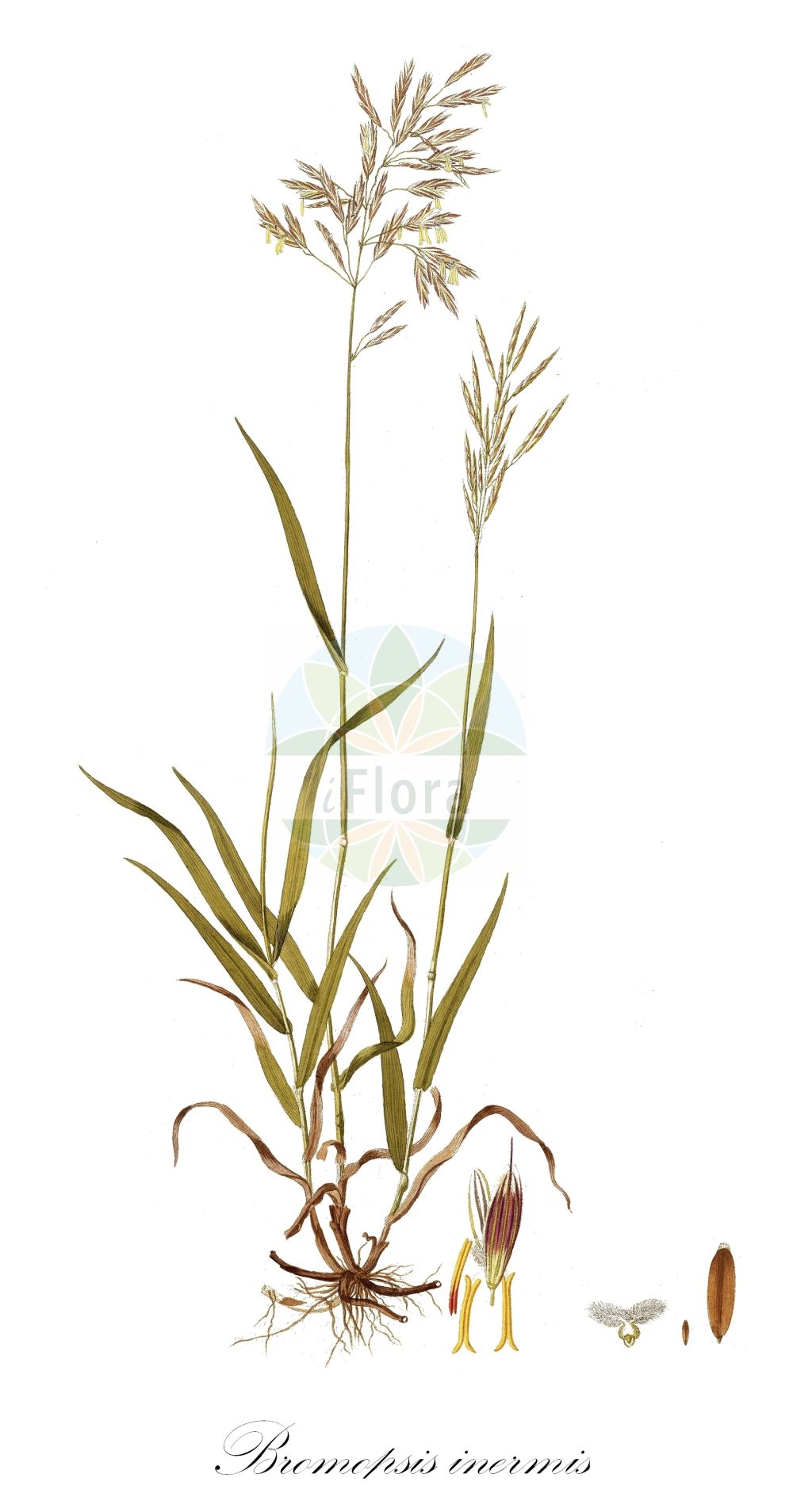 Historische Abbildung von Bromopsis inermis (Unbegrannte Trespe - Hungarian Brome). Das Bild zeigt Blatt, Bluete, Frucht und Same. ---- Historical Drawing of Bromopsis inermis (Unbegrannte Trespe - Hungarian Brome). The image is showing leaf, flower, fruit and seed.(Bromopsis inermis,Unbegrannte Trespe,Hungarian Brome,Bromopsis inermis,Bromus inermis,Zerna inermis,Unbegrannte Trespe,Wehrlose Trespe,Hungarian Brome,Awnless Brome,Smooth Brome,Bromopsis,Poaceae,Süßgräser,Grass family,Blatt,Bluete,Frucht,Same,leaf,flower,fruit,seed,Host (1801-1809))