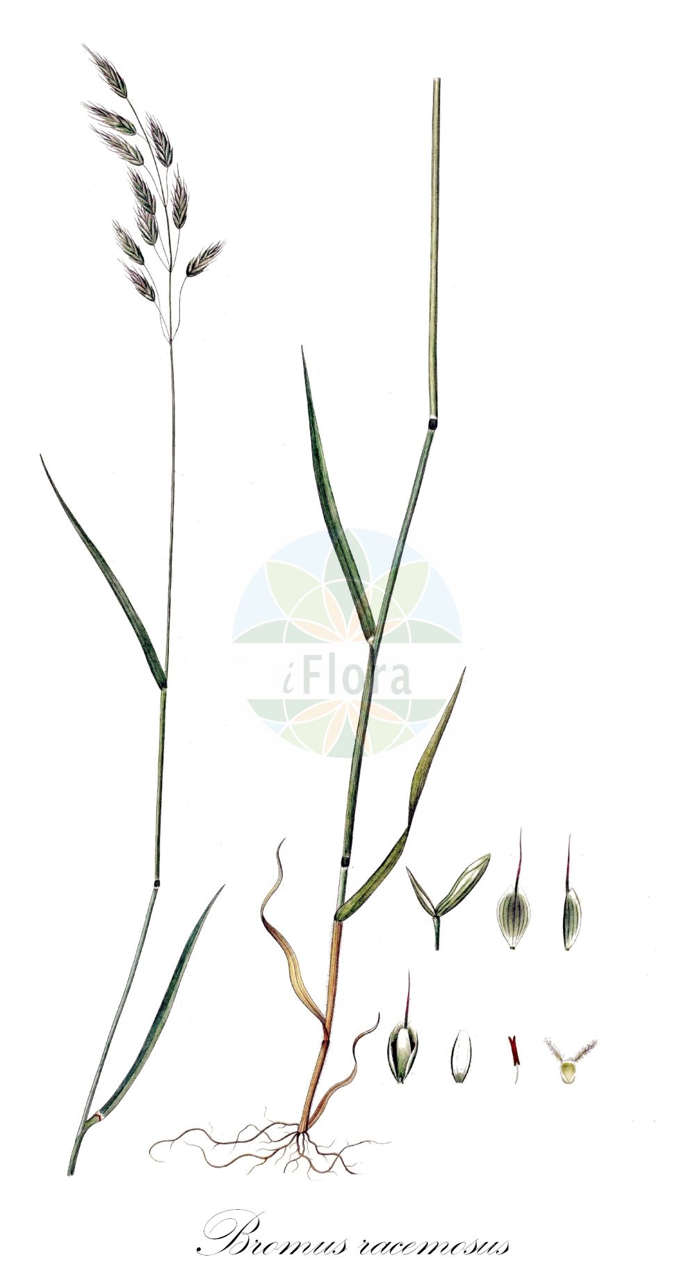 Historische Abbildung von Bromus racemosus (Traubige Trespe - Smooth Brome). Das Bild zeigt Blatt, Bluete, Frucht und Same. ---- Historical Drawing of Bromus racemosus (Traubige Trespe - Smooth Brome). The image is showing leaf, flower, fruit and seed.(Bromus racemosus,Traubige Trespe,Smooth Brome,Bromus racemosus,Serrafalcus racemosus,Traubige Trespe,Smooth Brome,Smooth Brome & Meadow Brome,Bald Brome,Hairy Bromegrass,Smooth Bromegrass,Upright Bromegrass,Bromus,Trespe,Brome,Poaceae,Süßgräser,Grass family,Blatt,Bluete,Frucht,Same,leaf,flower,fruit,seed,Oeder (1761-1883))