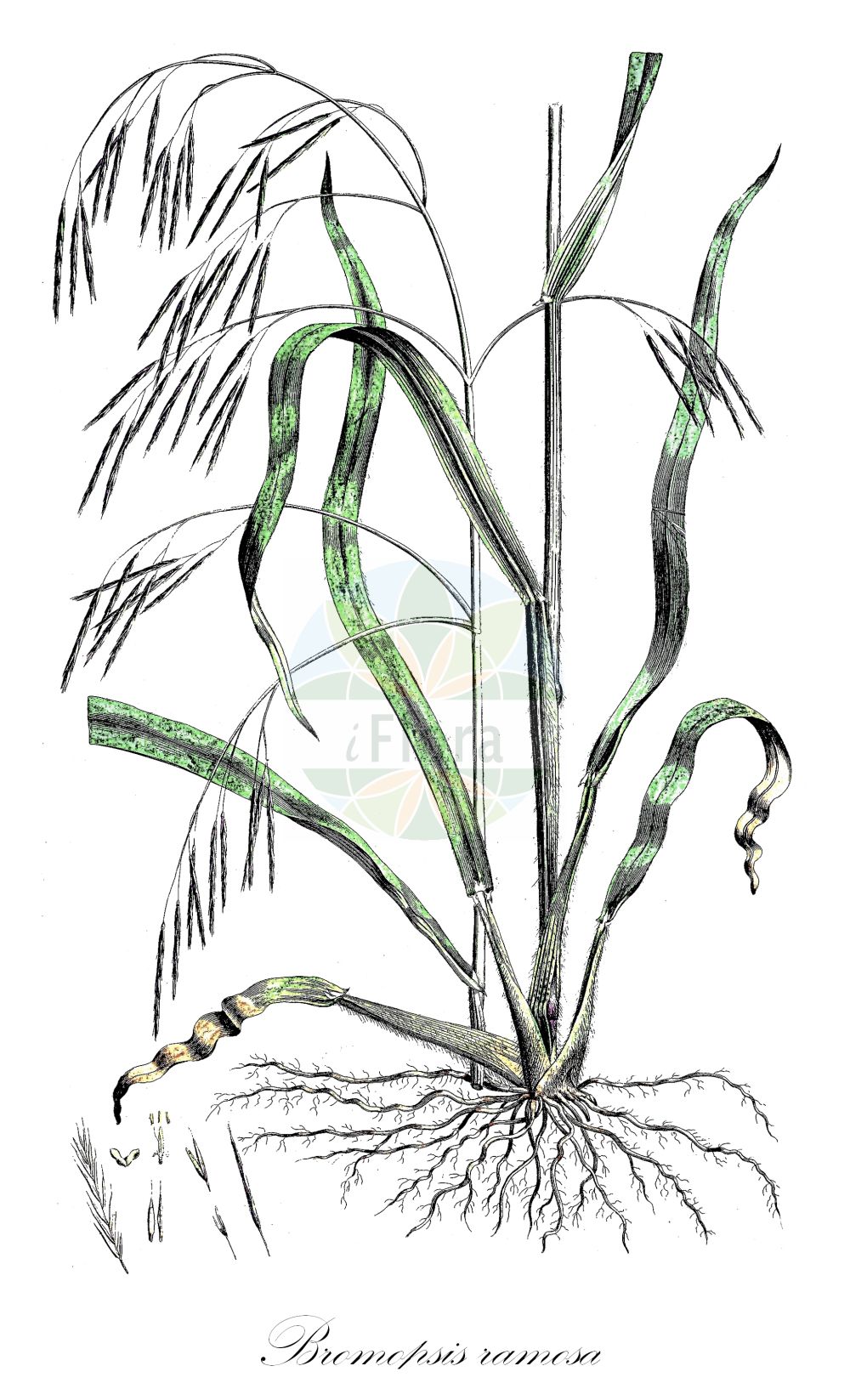 Historische Abbildung von Bromopsis ramosa (Wald-Trespe - Hairy-brome). Das Bild zeigt Blatt, Bluete, Frucht und Same. ---- Historical Drawing of Bromopsis ramosa (Wald-Trespe - Hairy-brome). The image is showing leaf, flower, fruit and seed.(Bromopsis ramosa,Wald-Trespe,Hairy-brome,Bromopsis ramosa,Bromus ramosus,Wald-Trespe,Allseitswendige Wald-Trespe,Hohe Wald-Trespe,Hairy-brome,Bromopsis,Poaceae,Süßgräser,Grass family,Blatt,Bluete,Frucht,Same,leaf,flower,fruit,seed,Curtis (1777-1798))