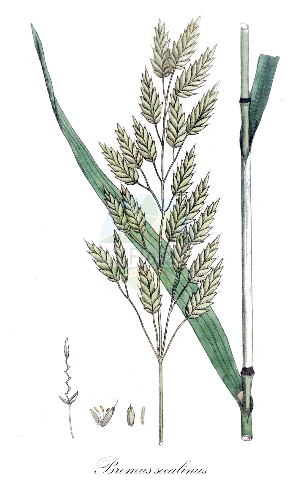 Historische Abbildung von Bromus secalinus (Roggen-Trespe - Rye Brome). Das Bild zeigt Blatt, Bluete, Frucht und Same. ---- Historical Drawing of Bromus secalinus (Roggen-Trespe - Rye Brome). The image is showing leaf, flower, fruit and seed.(Bromus secalinus,Roggen-Trespe,Rye Brome,Bromus secalinus,Serrafalcus secalinus,Roggen-Trespe,Rye Brome,Bromus,Trespe,Brome,Poaceae,Süßgräser,Grass family,Blatt,Bluete,Frucht,Same,leaf,flower,fruit,seed,Svensk Botanik (Svensk Botanik))